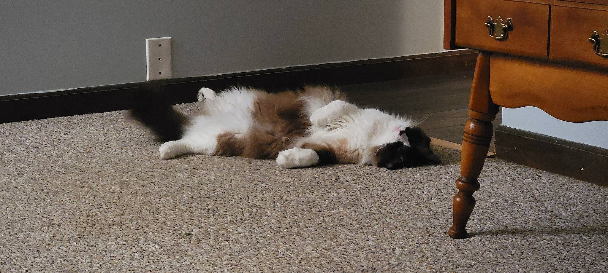 Toph joined the competition — help win amazing prizes! carnivore, carpet, cat, comfort, companion_dog, couch, dog_breed, felidae, floor, flooring, foot, fur, grey, hardwood, nap, paw, picture_frame, small_to_medium_sized_cats, tail, whiskers