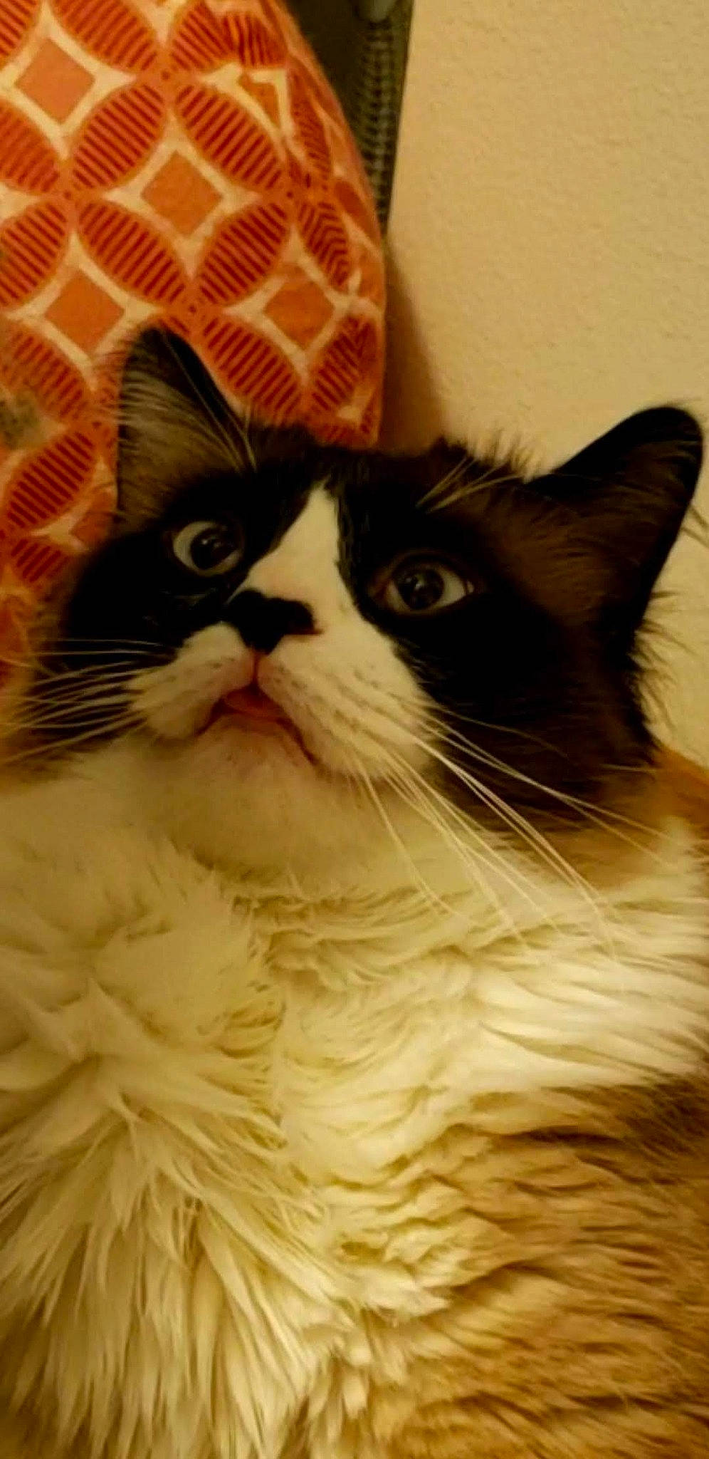 Toph joined the competition — help win amazing prizes! carnivore, cat, comfort, felidae, fur, paper_product, small_to_medium_sized_cats, snout, square, whiskers, wood