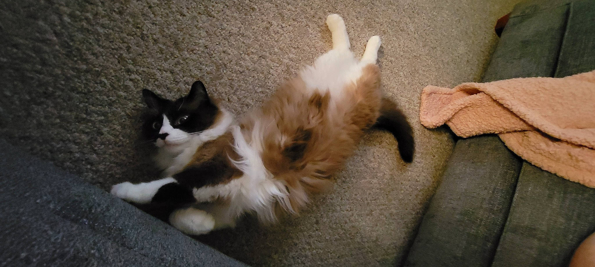 Toph joined the competition — help win amazing prizes! canidae, carnivore, cat, claw, comfort, companion_dog, dog_breed, domestic_short_haired_cat, fawn, felidae, flooring, fur, hardwood, paw, shadow, small_to_medium_sized_cats, sporting_group, tail, terrestrial_animal, whiskers