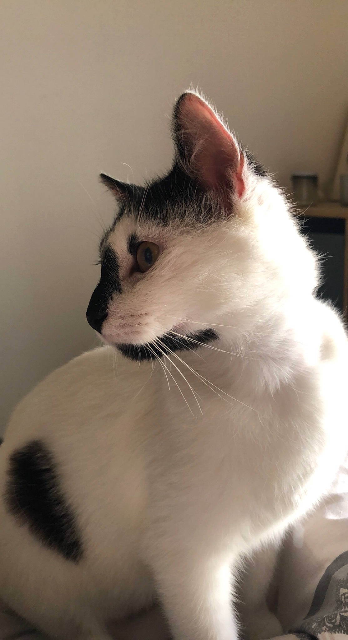 Biggie a rejoint le concours — aidez-le/la à gagner de superbes lots ! carnivore, cat, domestic_short_haired_cat, felidae, fur, monochrome_photography, sitting, small_to_medium_sized_cats, snout, tail, whiskers, window