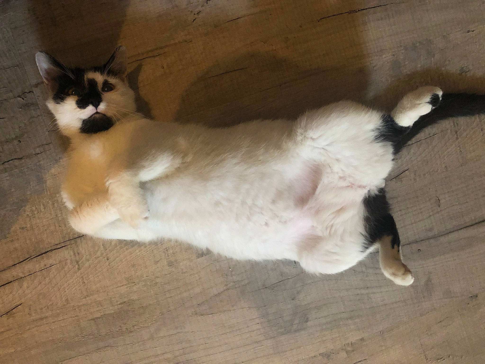 Biggie participe au concours pour gagner de l'argent avec cette photo : carnivore, cat, claw, comfort, domestic_short_haired_cat, fawn, felidae, floor, flooring, foot, fur, hardwood, paw, small_to_medium_sized_cats, snout, tail, whiskers, window, wood, wood_flooring