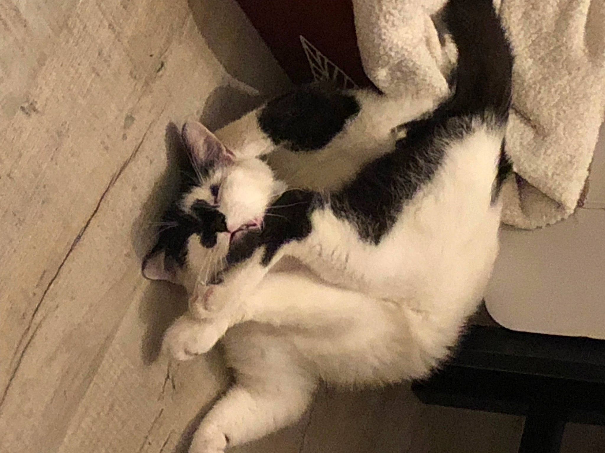 Biggie participe au concours pour gagner de l'argent avec cette photo : canidae, carnivore, cat, companion_dog, dog_breed, domestic_short_haired_cat, eye, fawn, felidae, floor, flooring, foot, human_leg, paw, small_to_medium_sized_cats, sporting_group, tail, whiskers, window, wood