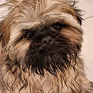 Roy participe au concours pour gagner de l'argent avec cette photo : dog, wet_fur, scruffy, close_up, portrait, pet, animal, brown_fur, black_nose, dark_eyes, tiled_floor, indoor, furry, cute, looking_at_camera, small_dog, long_hair, whiskers, face, muzzle