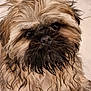 dog, wet_fur, scruffy, close_up, portrait, pet, animal, brown_fur, black_nose, dark_eyes, tiled_floor, indoor, furry, cute, looking_at_camera, small_dog, long_hair, whiskers, face, muzzle