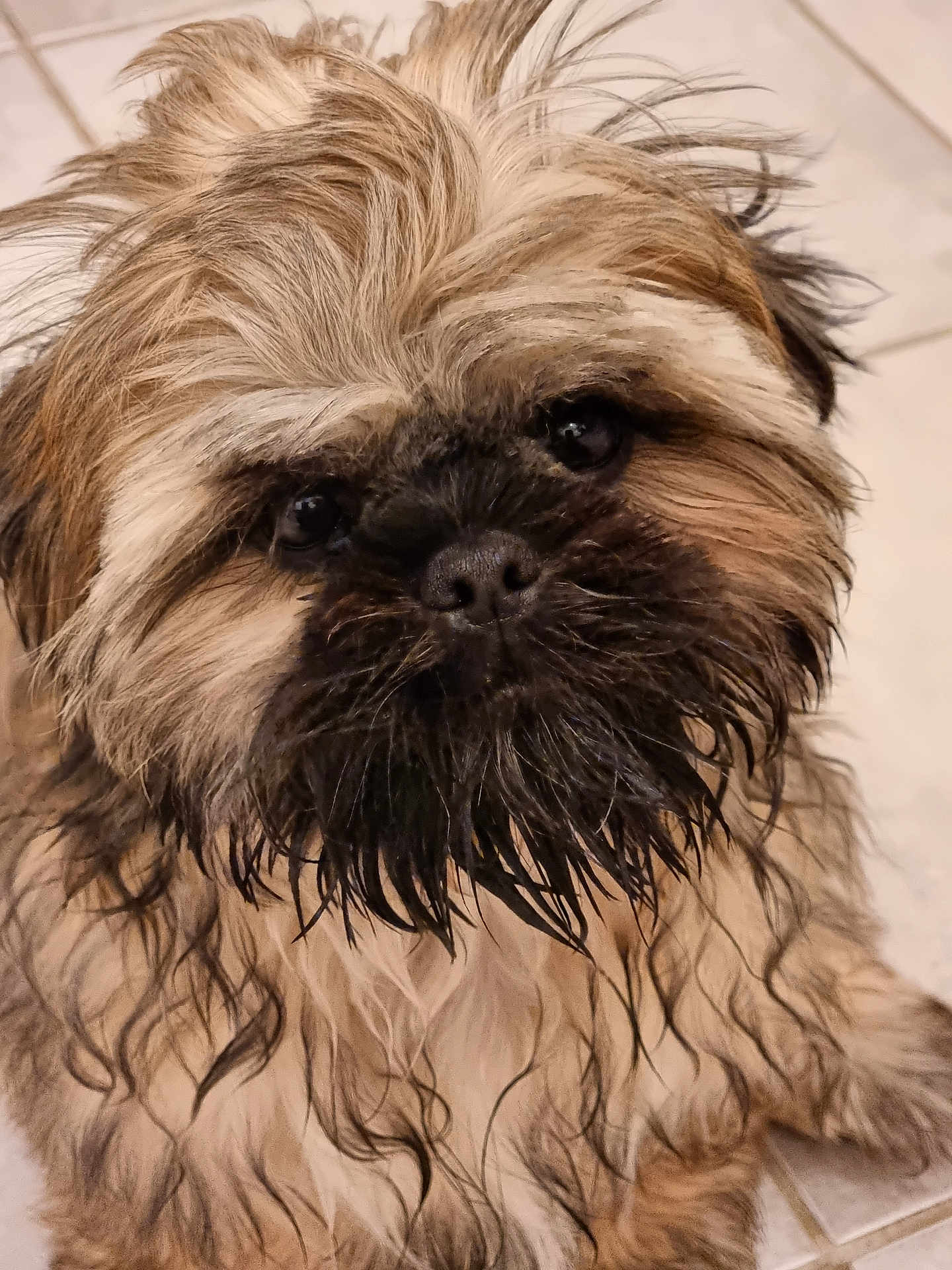 Roy participe au concours pour gagner de l'argent avec cette photo : dog, wet_fur, scruffy, close_up, portrait, pet, animal, brown_fur, black_nose, dark_eyes, tiled_floor, indoor, furry, cute, looking_at_camera, small_dog, long_hair, whiskers, face, muzzle