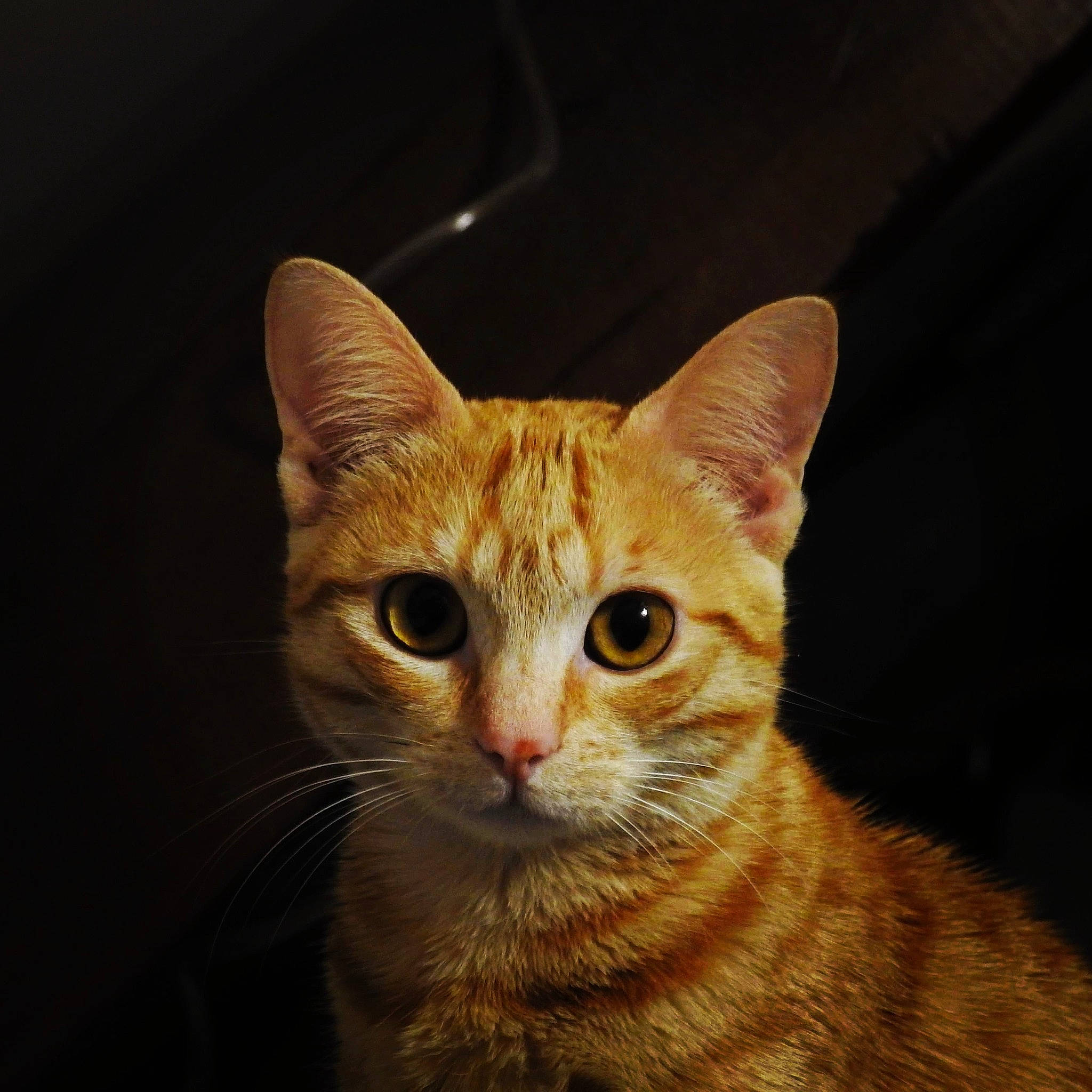 Pumpkin a rejoint le concours — aidez-le/la à gagner de superbes lots ! art, carnivore, cat, domestic_short_haired_cat, eye, fawn, felidae, fur, paw, sitting, small_to_medium_sized_cats, snout, tail, terrestrial_animal, whiskers, wildlife, window