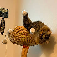 Sprigatito Apollo is registered to the contest to win money with this photo: cat, tabby, fluffy, paw, perch, woven, indoor, wall, framed_picture, decorative_surfboard, relaxed, playful, pet, animal, feline, wooden_post, cozy, resting, upside_down, household