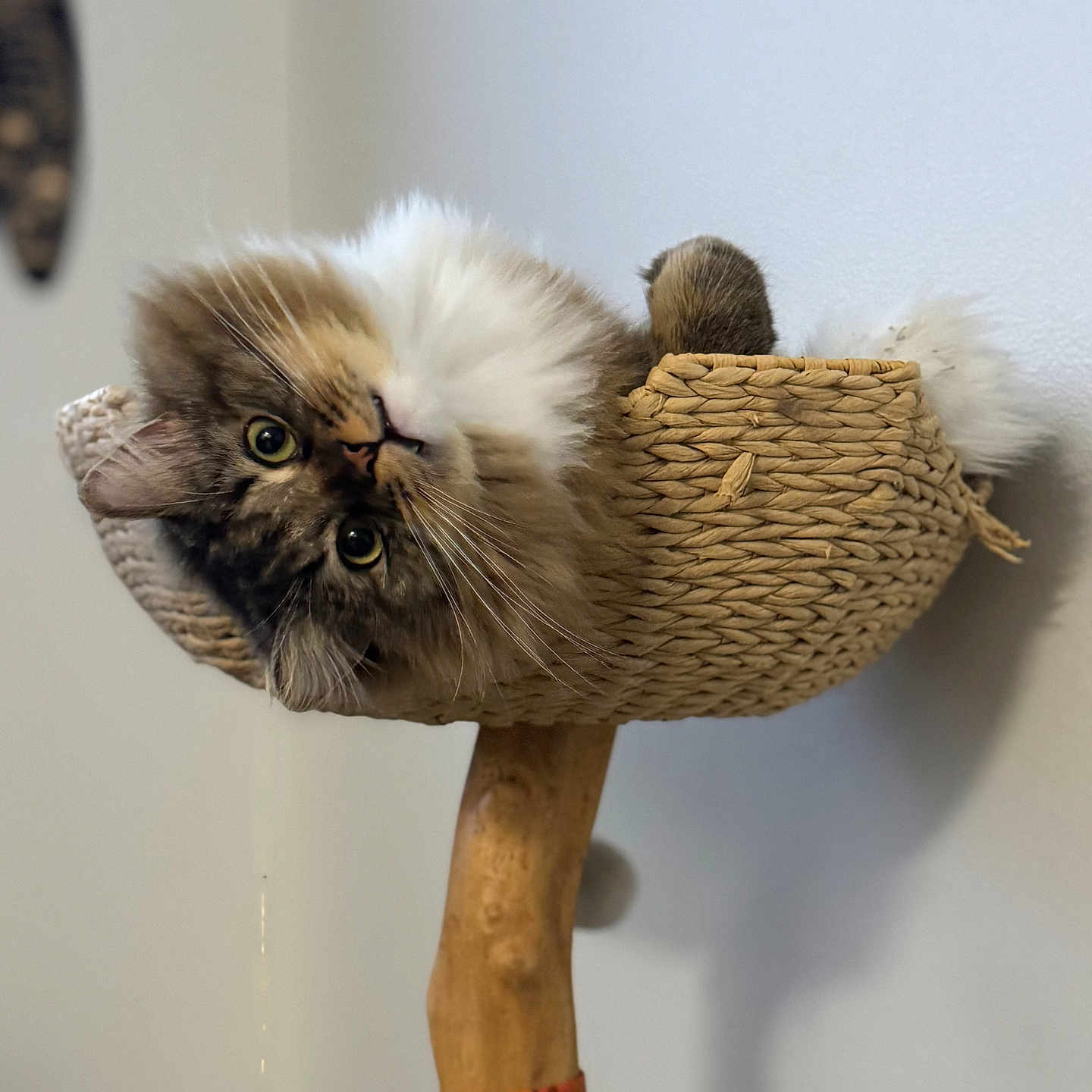 Sprigatito Apollo joined the competition — help win amazing prizes! animal, basket, cat, cozy, curious, cute, domestic_cat, ears, feline, fluffy, fur, home, indoor, pet, playful, relaxed, tail, tilted_head, whiskers, wooden_stand