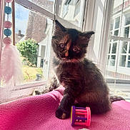 Coco joined the competition — help win amazing prizes! kitten, cat, tortoiseshell, window, sunlight, pink_blanket, toy, indoor, pet, curious, feline, soft, decorations, playful, young_animal, cozy, domestic_cat, animal, resting, daylight