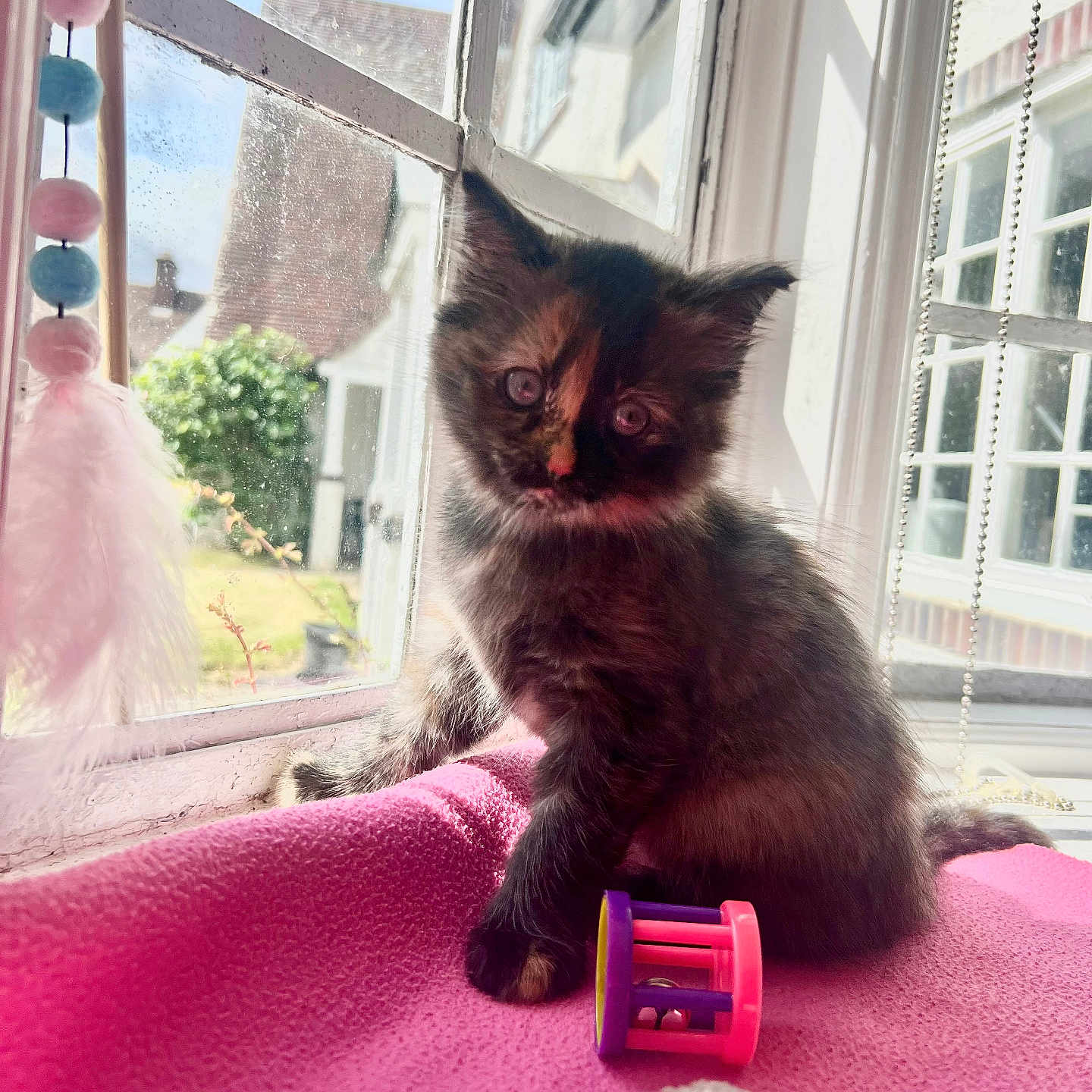 Coco joined the competition — help win amazing prizes! animal, cat, cozy, curious, daylight, decorations, domestic_cat, feline, indoor, kitten, pet, pink_blanket, playful, resting, soft, sunlight, tortoiseshell, toy, window, young_animal