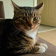 Jaxson is registered to the contest to win money with this photo: cat, tabby, pet, animal, feline, indoor, lounging, white_paws, green_eyes, striped_fur, close_up, relaxed, domestic_cat, whiskers, ears, face, fur, sitting, cozy, background_blur