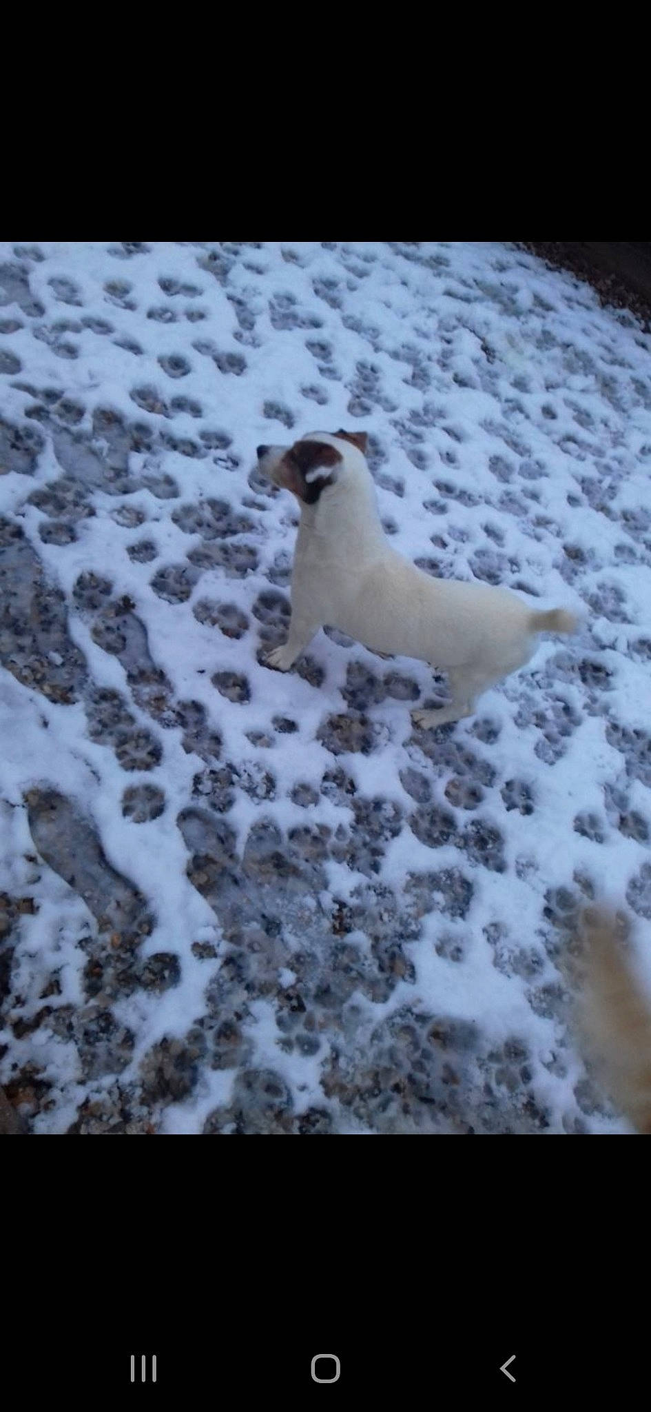 Cookie a rejoint le concours — aidez-le/la à gagner de superbes lots ! arctic, canidae, carnivore, dog, dog_breed, fawn, freezing, jack_russell_terrier, snow, sporting_group