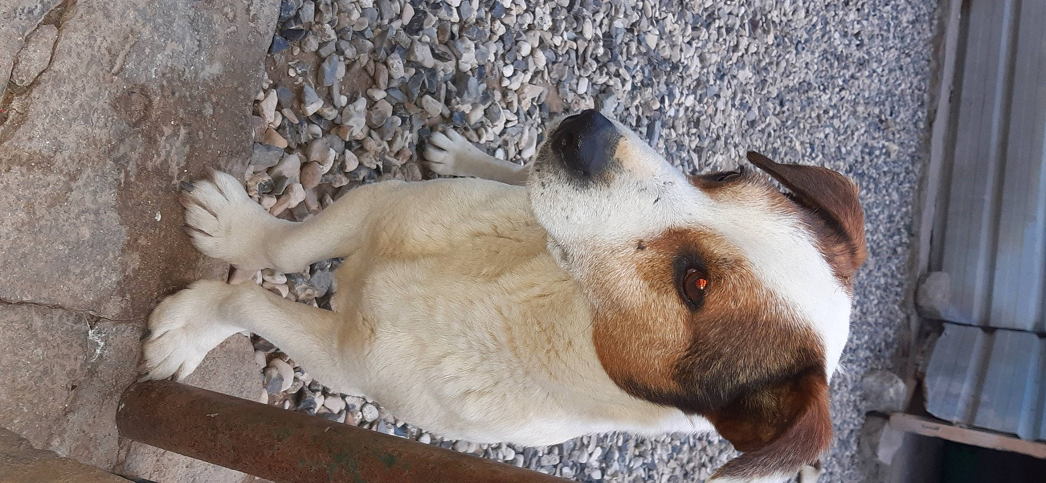 Cookie a rejoint le concours — aidez-le/la à gagner de superbes lots ! canidae, carnivore, dog, dog_breed, fawn, mammal, snout, street_dog