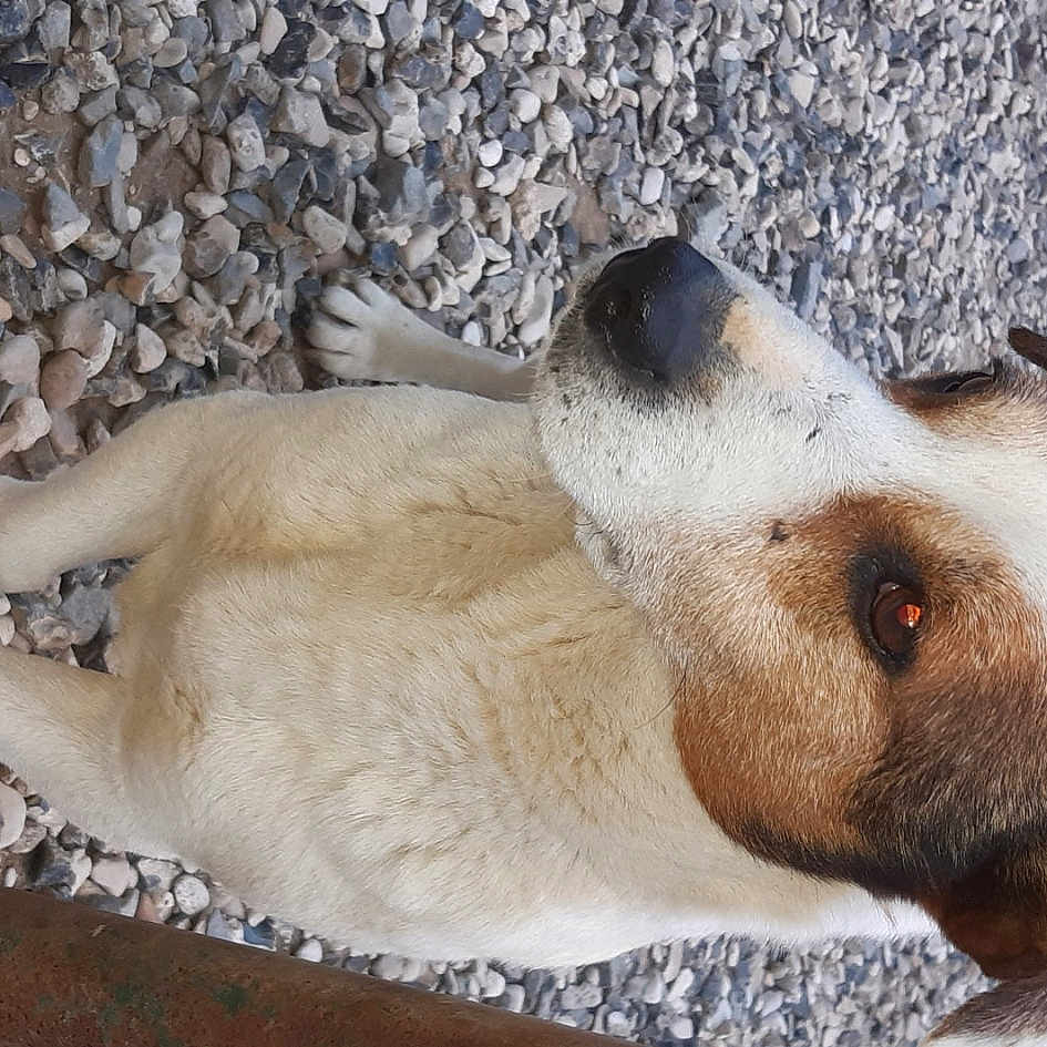 Cookie