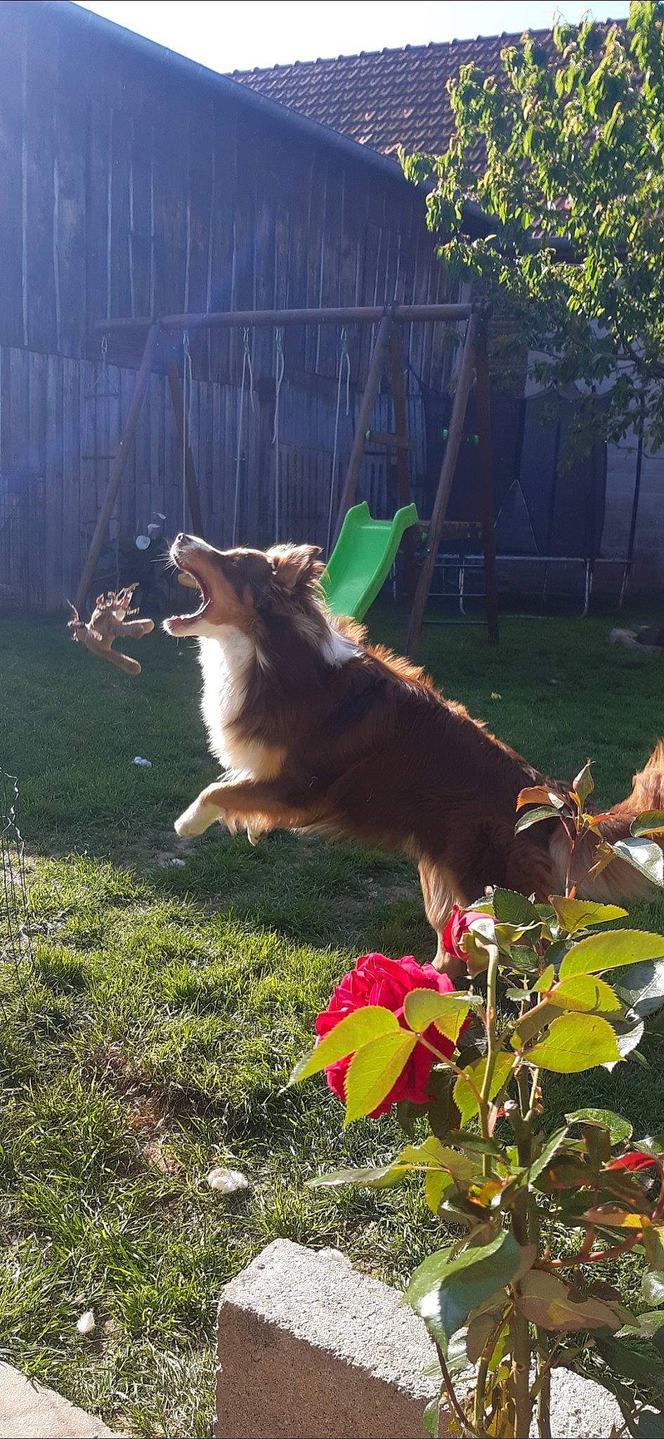 Oggy a rejoint le concours — aidez-le/la à gagner de superbes lots ! canidae, carnivore, dog, dog_breed, fawn, german_shepherd_dog, liver, mammal, sporting_group, tail, vertebrate, working_dog