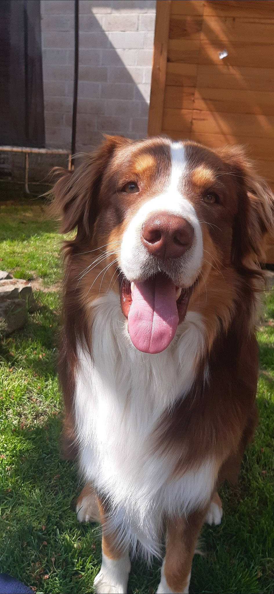 Oggy a rejoint le concours — aidez-le/la à gagner de superbes lots ! australian_collie, australian_shepherd, bernese_mountain_dog, border_collie, canidae, carnivore, companion_dog, dog, dog_breed, drentse_patrijshond, english_shepherd, kooikerhondje, mammal, miniature_australian_shepherd, rare_breed_dog, snout, sporting_group, vertebrate, welsh_sheepdog, working_dog