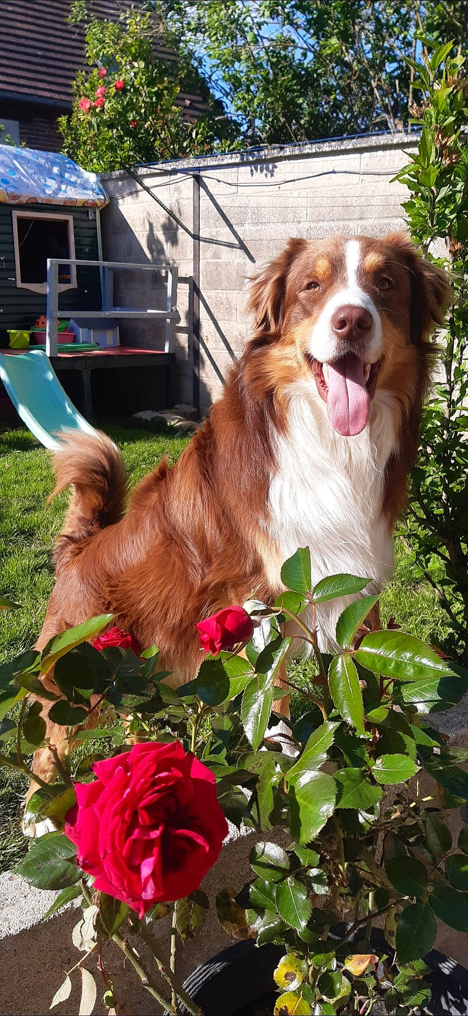 Oggy participe au concours pour gagner de l'argent avec cette photo : australian_shepherd, border_collie, canidae, carnivore, companion_dog, dog, dog_breed, fawn, flower, liver, mammal, nova_scotia_duck_tolling_retriever, plant, rare_breed_dog, sporting_group, vertebrate, welsh_springer_spaniel, working_dog