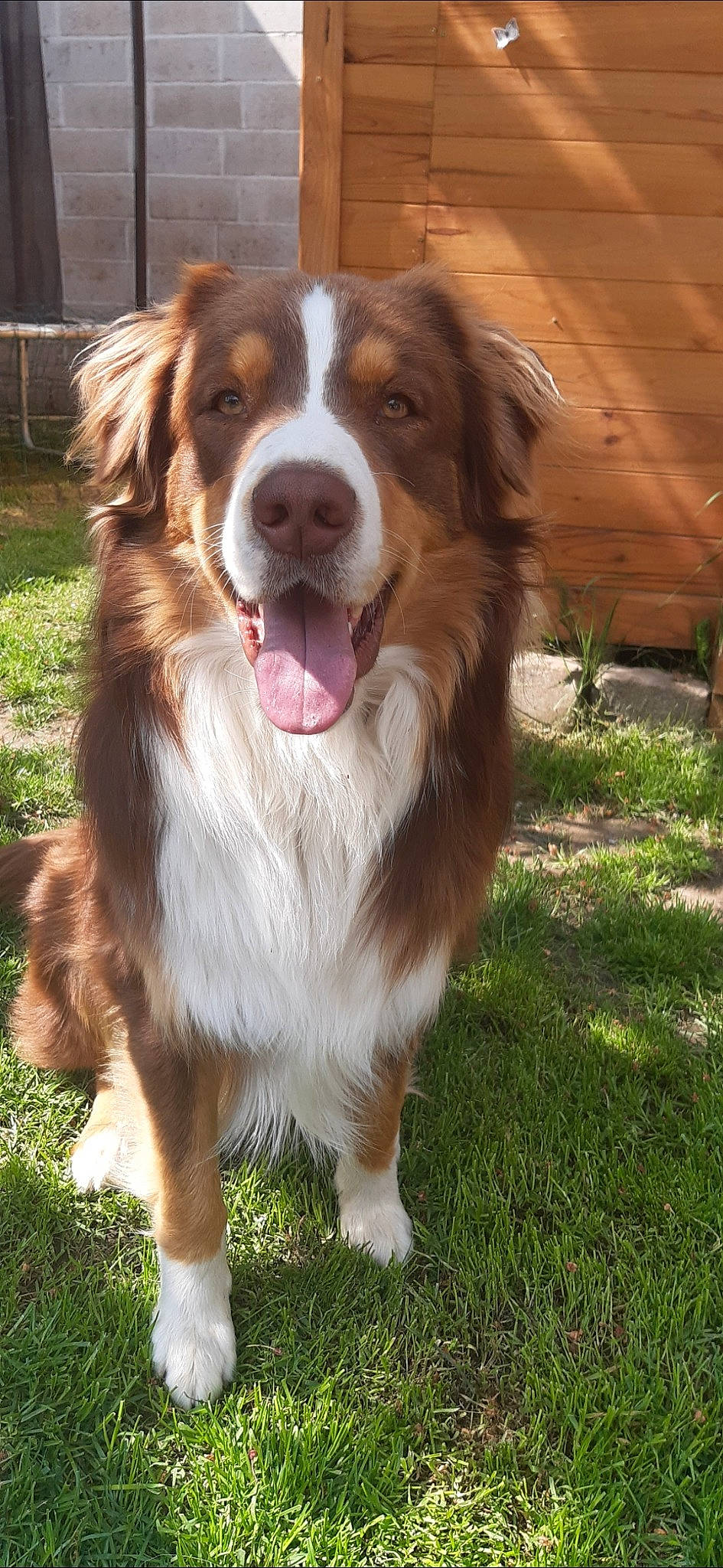 Oggy a rejoint le concours — aidez-le/la à gagner de superbes lots ! australian_collie, australian_shepherd, basque_shepherd_dog, bernese_mountain_dog, canidae, carnivore, companion_dog, dog, dog_breed, english_shepherd, mammal, miniature_australian_shepherd, sporting_group, vertebrate, welsh_sheepdog, working_dog