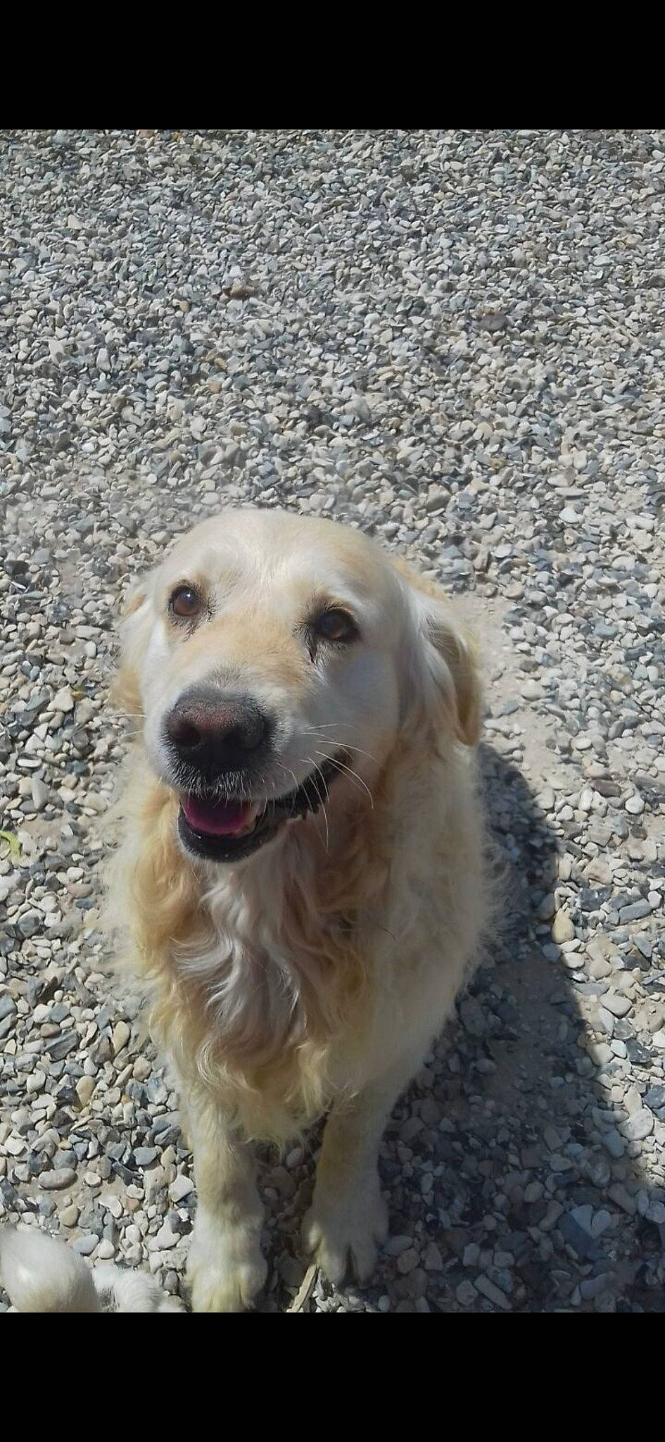 Bounty a rejoint le concours — aidez-le/la à gagner de superbes lots ! akbash_dog, canidae, carnivore, companion_dog, dog, dog_breed, fawn, golden_retriever, great_pyrenees, labrador_retriever, livestock_guardian_dog, mammal, maremma_sheepdog, retriever, snout, sporting_group, street_dog, vertebrate