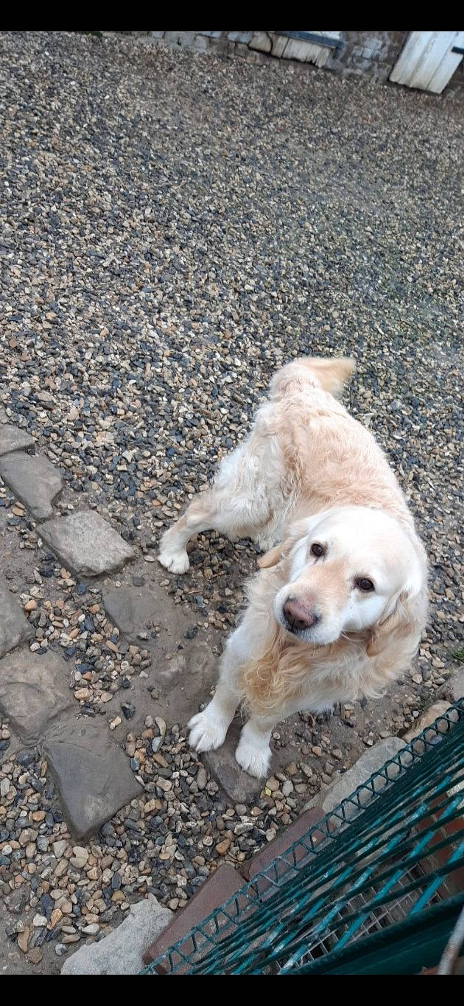 Bounty a rejoint le concours — aidez-le/la à gagner de superbes lots ! american_cocker_spaniel, canidae, carnivore, cockapoo, cocker_spaniel, companion_dog, dog, dog_breed, fawn, golden_retriever, goldendoodle, mammal, retriever, sporting_group, vertebrate