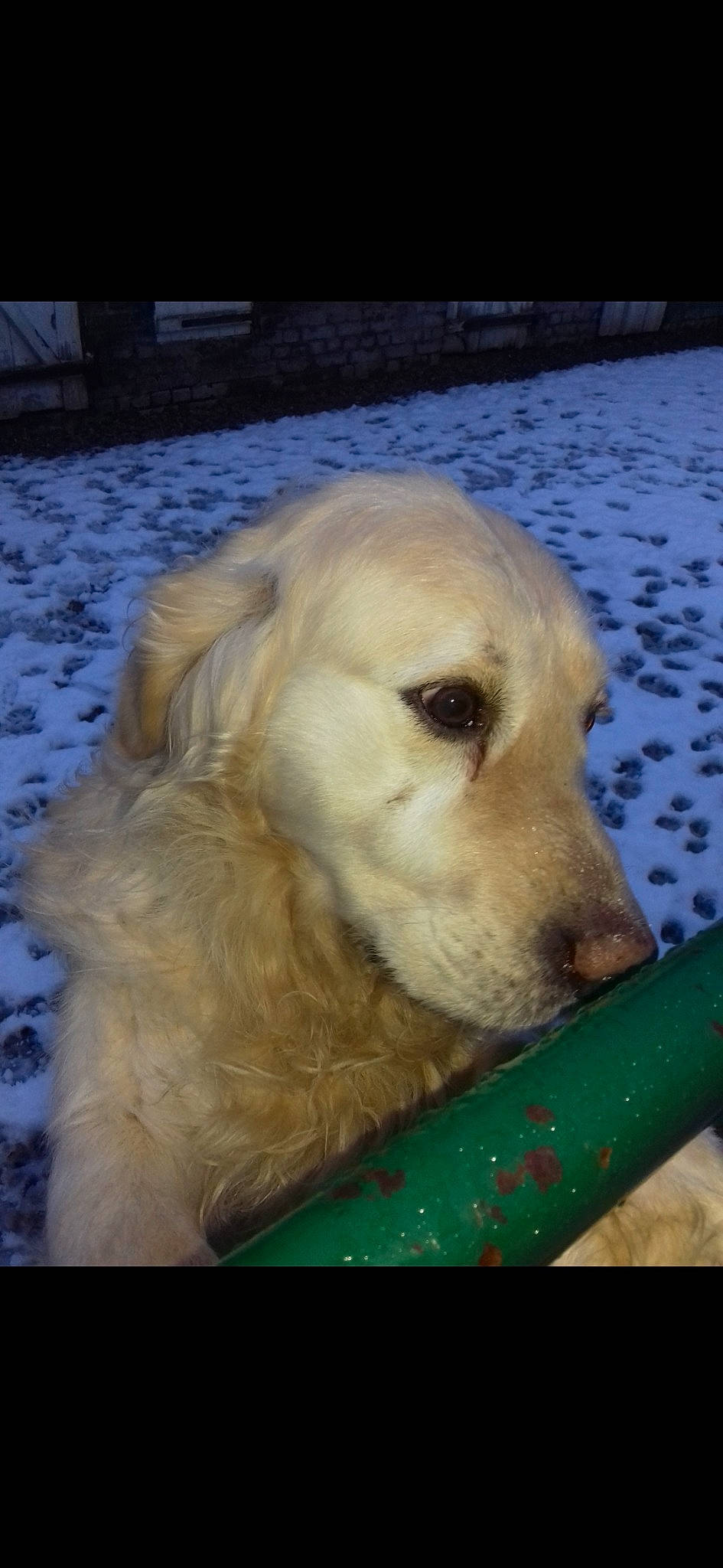 Bounty participe au concours pour gagner de l'argent avec cette photo : akbash_dog, canidae, carnivore, companion_dog, dog, dog_breed, fawn, golden_retriever, kuvasz, labrador_retriever, livestock_guardian_dog, mammal, maremma_sheepdog, puppy, retriever, slovak_cuvac, small_greek_domestic_dog, snout, sporting_group, vertebrate