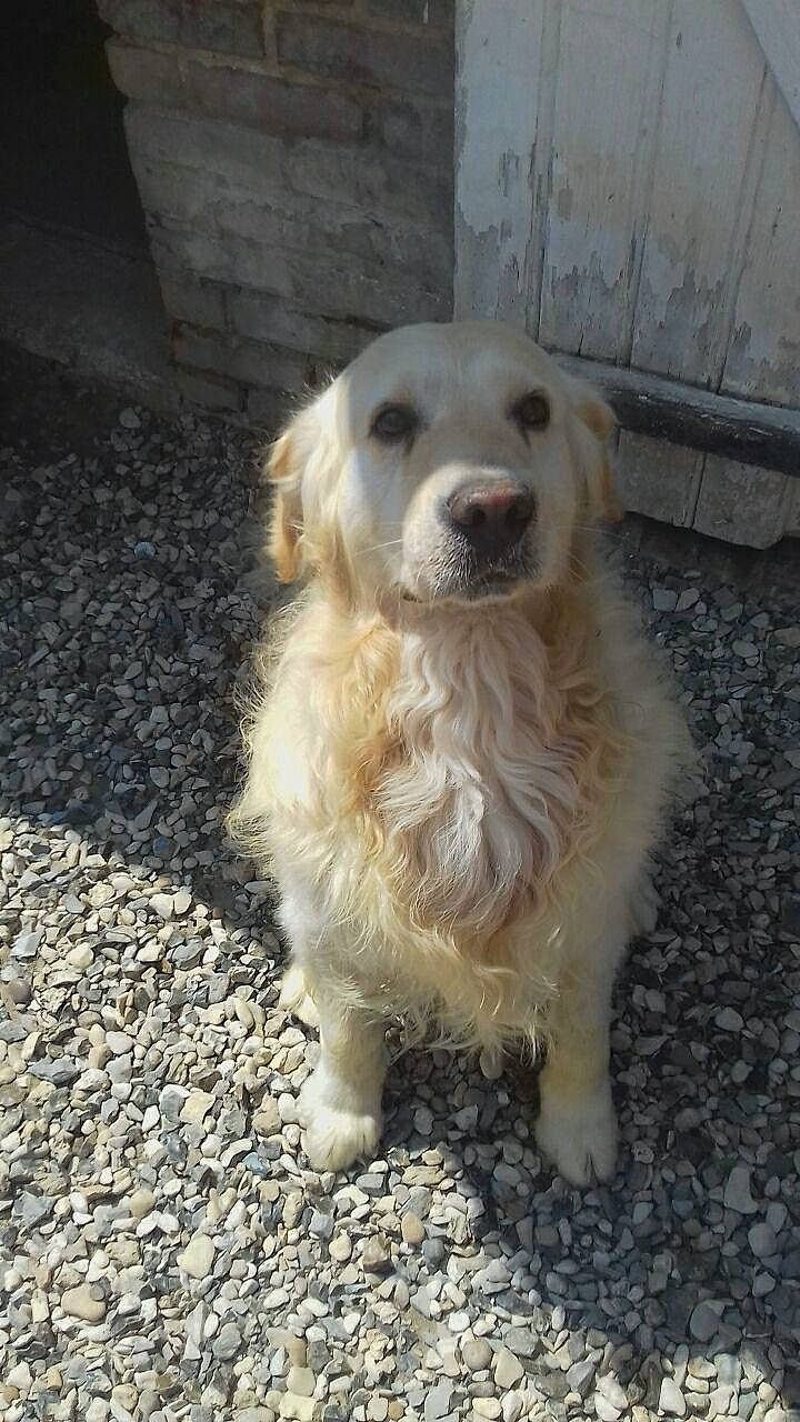 Bounty participe au concours pour gagner de l'argent avec cette photo : canidae, carnivore, companion_dog, dog, dog_breed, fawn, golden_retriever, kintamani, kuvasz, livestock_guardian_dog, mammal, maremma_sheepdog, polish_tatra_sheepdog, rare_breed_dog, retriever, slovak_cuvac, small_greek_domestic_dog, sporting_group, vertebrate