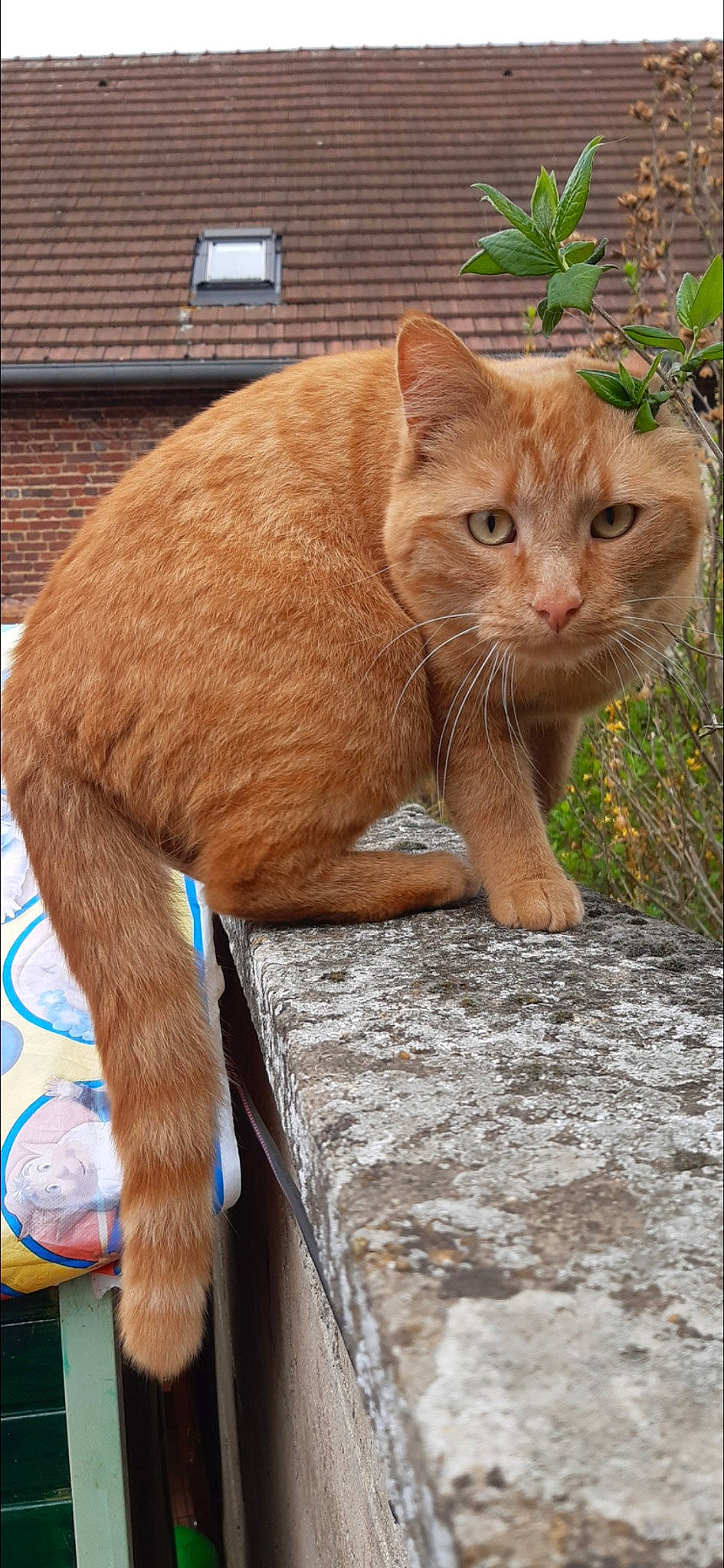 Gugus participe au concours pour gagner de l'argent avec cette photo : aegean_cat, arabian_mau, asian, carnivore, cat, domestic_short_haired_cat, european_shorthair, eye, fawn, felidae, german_rex, mammal, ojos_azules, small_to_medium_sized_cats, tabby_cat, vertebrate, whiskers