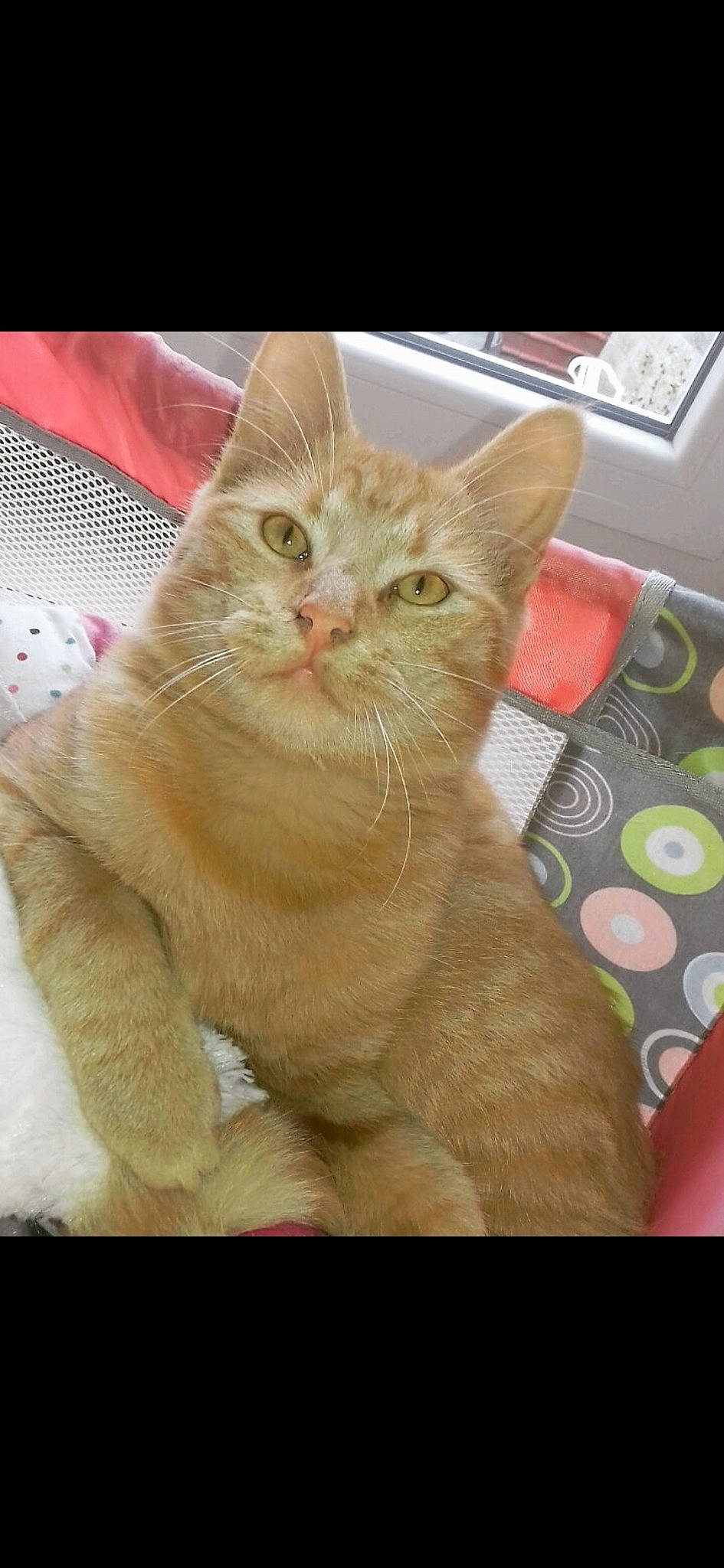 Gugus a rejoint le concours — aidez-le/la à gagner de superbes lots ! arabian_mau, asian, carnivore, cat, domestic_short_haired_cat, european_shorthair, fawn, felidae, german_rex, kitten, mammal, photo_caption, polydactyl_cat, small_to_medium_sized_cats, snout, tabby_cat, tail, whiskers