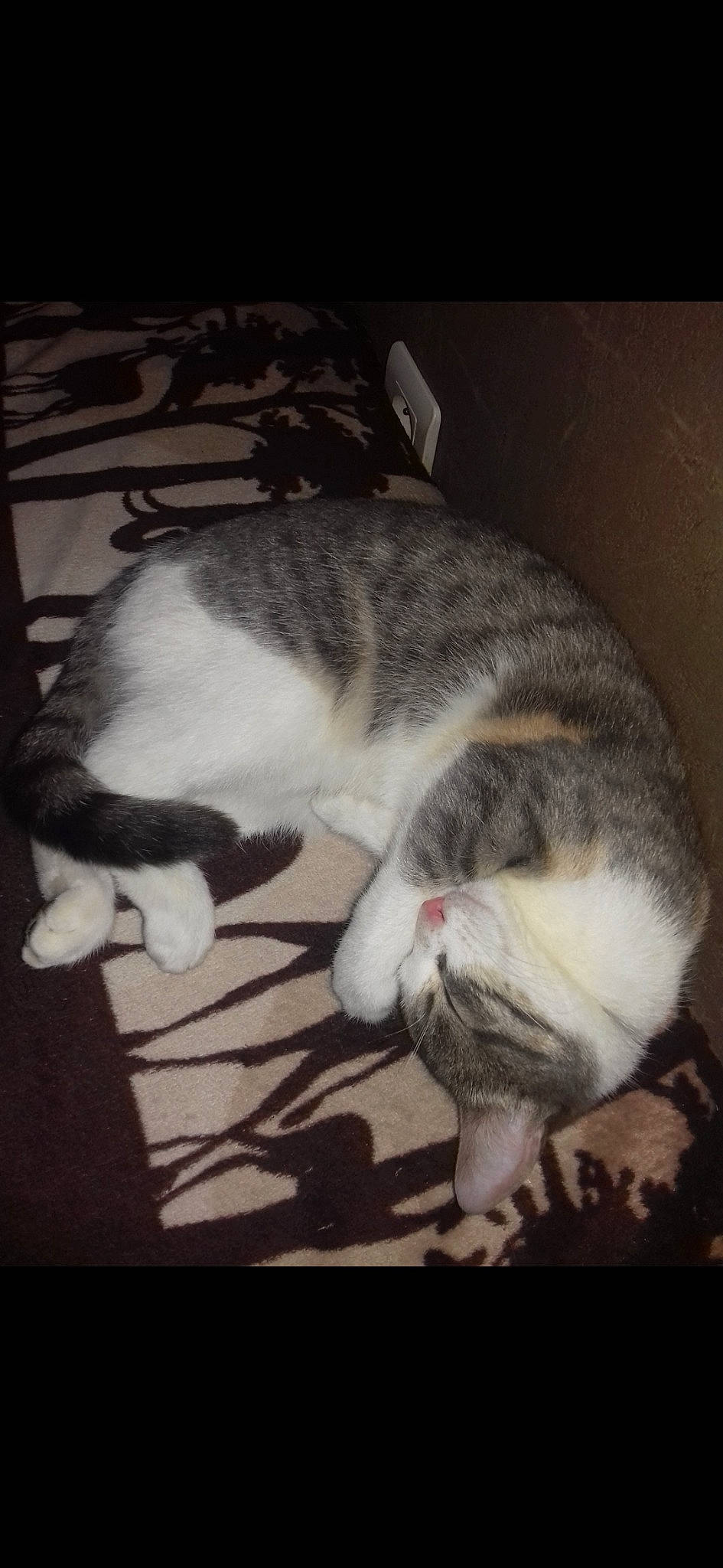 Elsa participe au concours pour gagner de l'argent avec cette photo : carnivore, cat, domestic_short_haired_cat, european_shorthair, felidae, kitten, mammal, photo_caption, small_to_medium_sized_cats, tail, whiskers