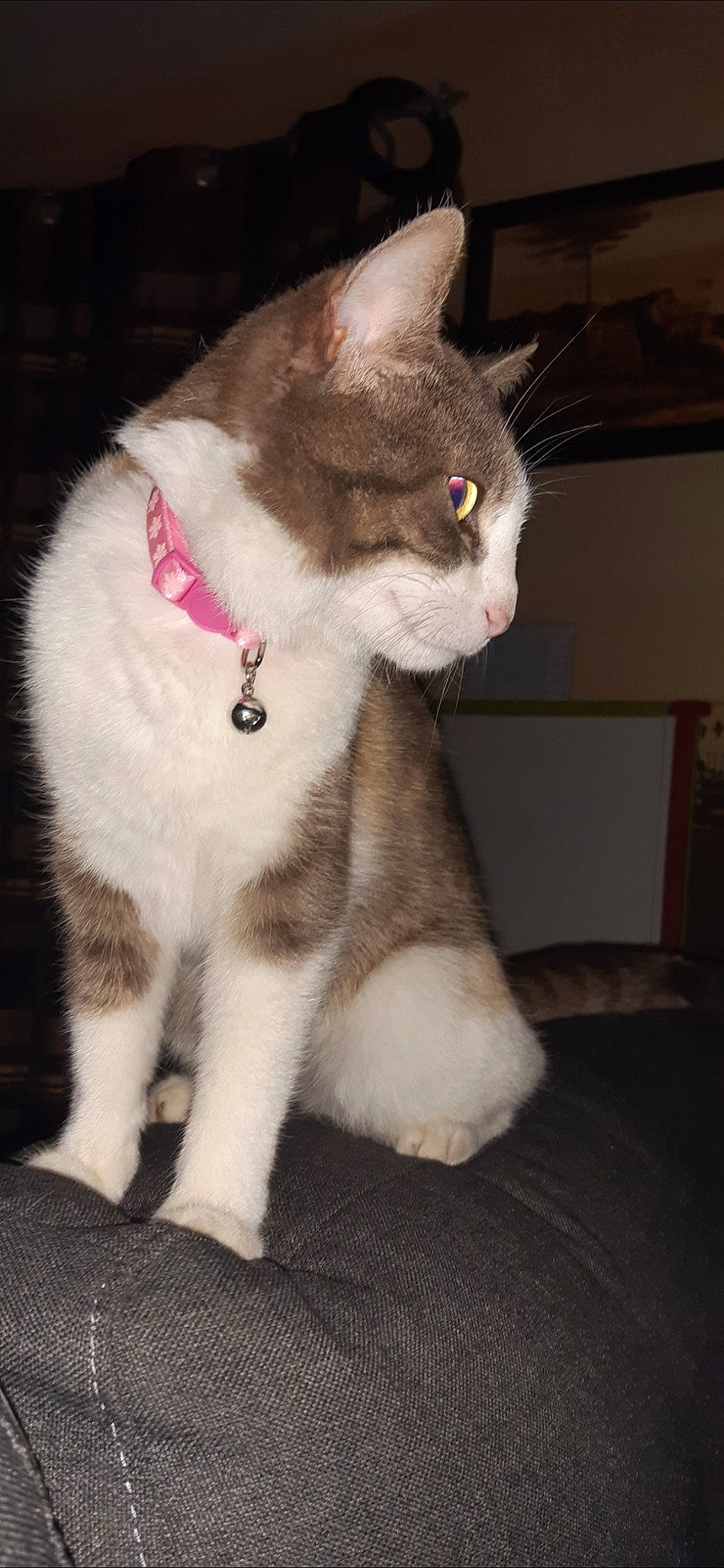 Elsa a rejoint le concours — aidez-le/la à gagner de superbes lots ! aegean_cat, american_wirehair, asian, carnivore, cat, domestic_short_haired_cat, european_shorthair, eye, fawn, felidae, mammal, polydactyl_cat, small_to_medium_sized_cats, snout, vertebrate, whiskers