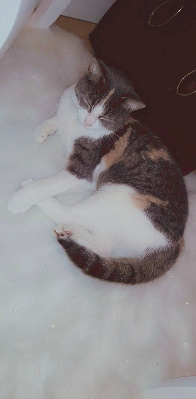 Elsa