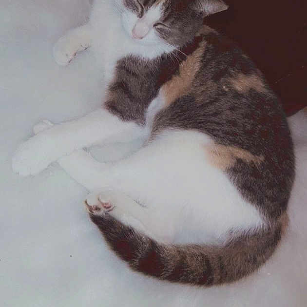 Elsa