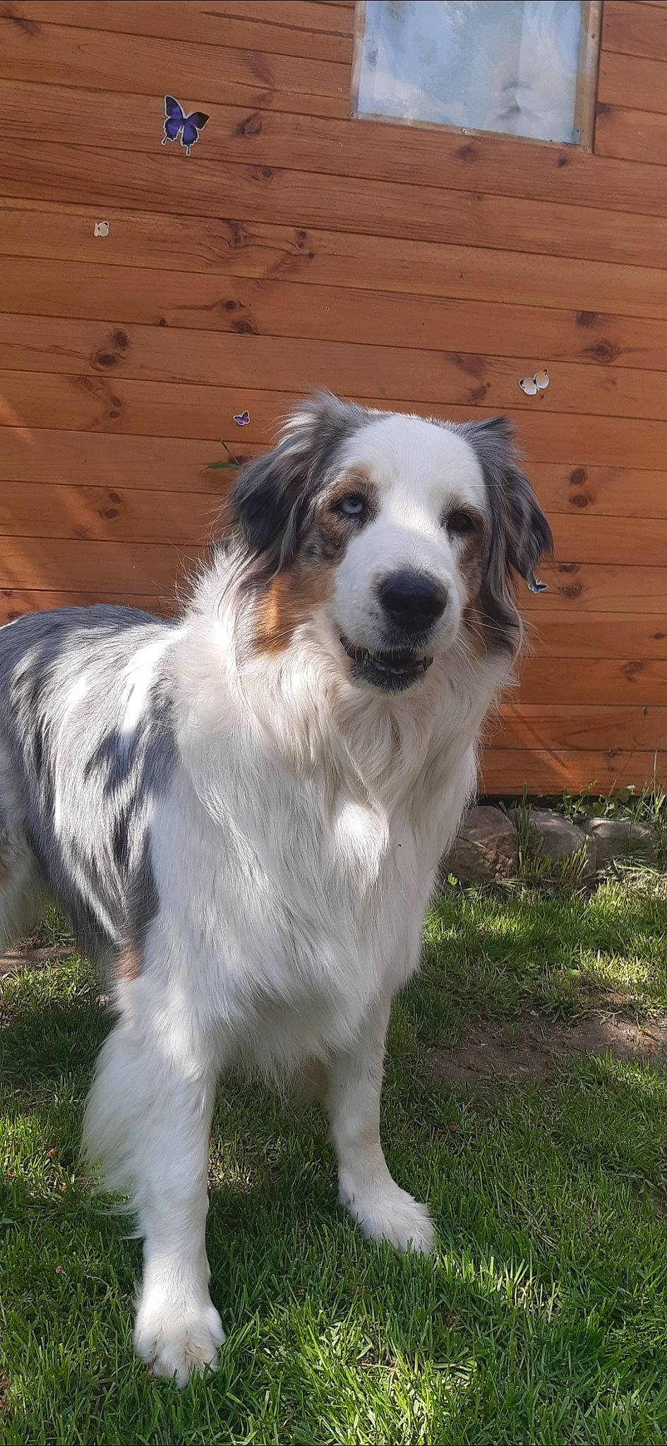 Nina a rejoint le concours — aidez-le/la à gagner de superbes lots ! australian_collie, australian_shepherd, canidae, carnivore, companion_dog, dog, dog_breed, english_shepherd, mammal, miniature_australian_shepherd, phalene, rare_breed_dog, sporting_group, tornjak, vertebrate