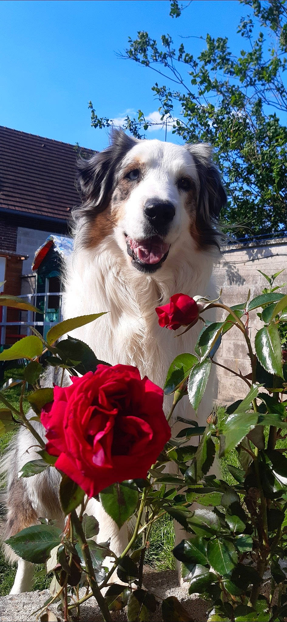 Nina participe au concours pour gagner de l'argent avec cette photo : aidi, australian_shepherd, canidae, carnivore, carpathian_shepherd_dog, dog, dog_breed, flower, great_pyrenees, mammal, moscow_watchdog, mucuchies, plant, pyrenean_mastiff, rare_breed_dog, sporting_group, vertebrate, working_dog