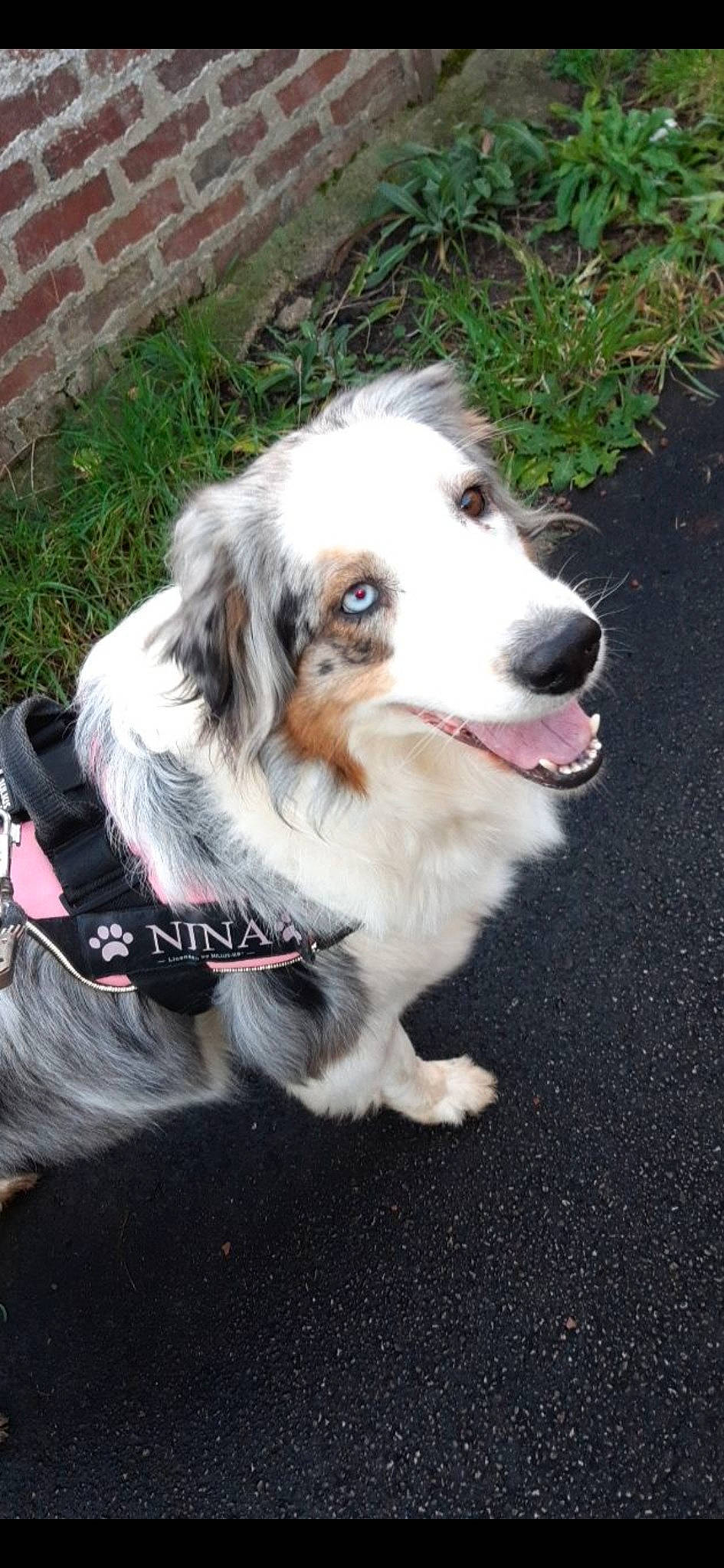 Nina participe au concours pour gagner de l'argent avec cette photo : australian_collie, australian_shepherd, border_collie, canidae, carnivore, companion_dog, dog, dog_breed, mammal, miniature_australian_shepherd, rare_breed_dog, small_greek_domestic_dog, sporting_group, vertebrate, welsh_sheepdog, working_dog