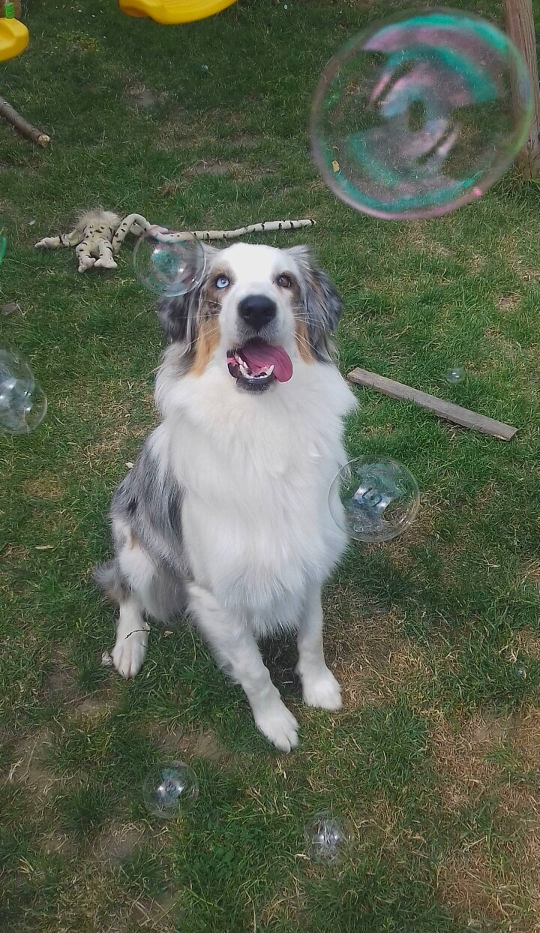 Nina a rejoint le concours — aidez-le/la à gagner de superbes lots ! australian_shepherd, border_collie, canidae, carnivore, companion_dog, dog, dog_breed, english_shepherd, fawn, herding_dog, mammal, miniature_australian_shepherd, rare_breed_dog, sporting_group, tornjak, vertebrate, welsh_sheepdog, working_dog