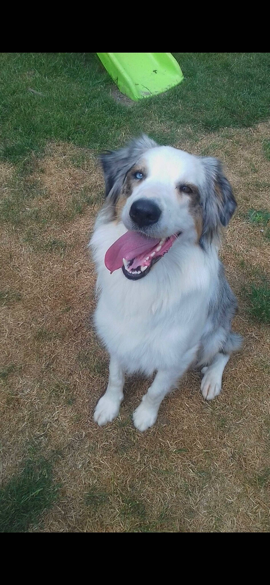 Nina participe au concours pour gagner de l'argent avec cette photo : aidi, australian_collie, australian_shepherd, basque_shepherd_dog, border_collie, canidae, carnivore, companion_dog, dog, dog_breed, english_shepherd, herding_dog, mammal, miniature_australian_shepherd, rare_breed_dog, sporting_group, tornjak, vertebrate, welsh_sheepdog, working_dog