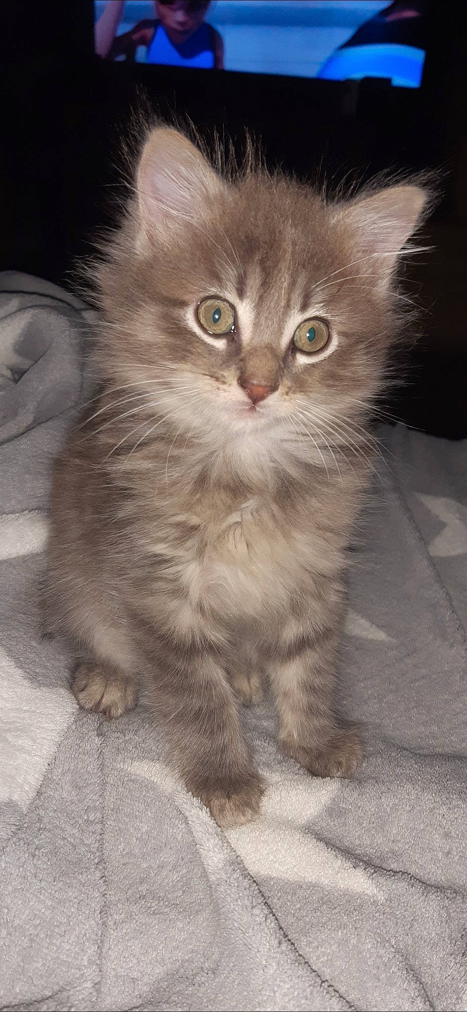 Fripouille a rejoint le concours — aidez-le/la à gagner de superbes lots ! american_curl, asian, asian_semi_longhair, british_longhair, british_semi_longhair, carnivore, cat, cymric, domestic_long_haired_cat, domestic_short_haired_cat, felidae, kitten, mammal, norwegian_forest_cat, persian, ragamuffin, siberian, small_to_medium_sized_cats, vertebrate, whiskers