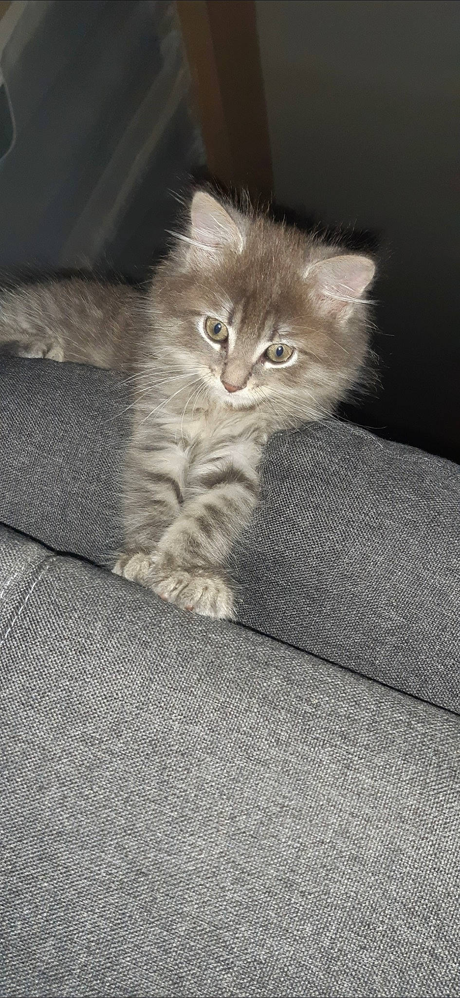 Fripouille participe au concours pour gagner de l'argent avec cette photo : asian, asian_semi_longhair, black_and_white, british_longhair, british_semi_longhair, carnivore, cat, domestic_long_haired_cat, domestic_short_haired_cat, eye, felidae, fur, kitten, mammal, norwegian_forest_cat, persian, pixie_bob, siberian, small_to_medium_sized_cats, whiskers