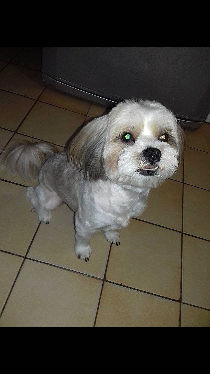 Jumbo participe au concours pour gagner de l'argent avec cette photo : bolonka, canidae, carnivore, cavachon, chinese_imperial_dog, companion_dog, dog, dog_breed, havanese, kyi_leo, lhasa_apso, lowchen, mal_shi, maltepoo, maltese, mammal, polish_lowland_sheepdog, shih_tzu, snout, vertebrate