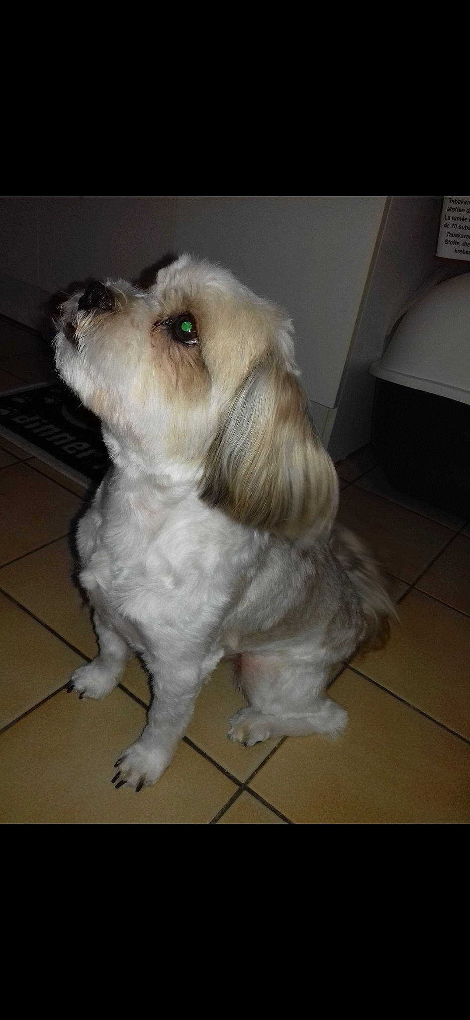 Jumbo participe au concours pour gagner de l'argent avec cette photo : bolonka, canidae, carnivore, cavapoo, companion_dog, dog, dog_breed, havanese, kyi_leo, lhasa_apso, maltese, mammal, petit_basset_griffon_vendeen, puppy, rare_breed_dog, shih_tzu, snout, sporting_group, tibetan_terrier, vertebrate