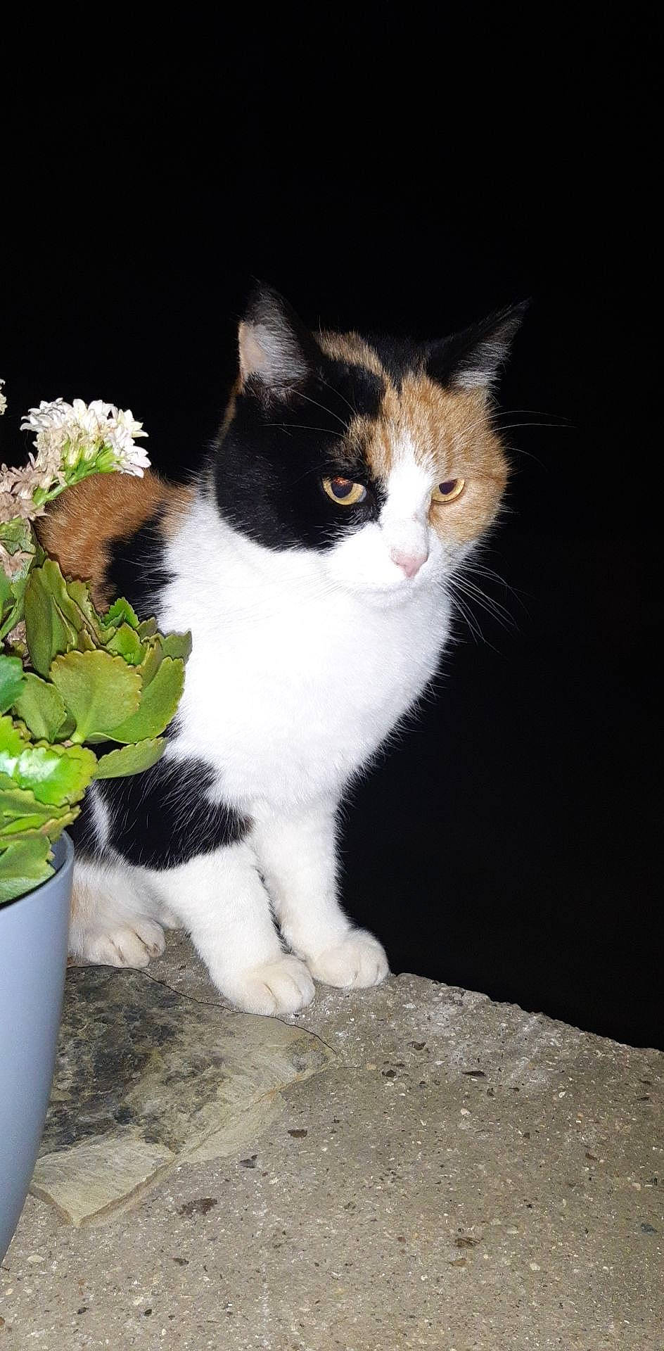 Maya a rejoint le concours — aidez-le/la à gagner de superbes lots ! aegean_cat, american_wirehair, carnivore, cat, domestic_long_haired_cat, domestic_short_haired_cat, felidae, kitten, mammal, polydactyl_cat, small_to_medium_sized_cats, whiskers