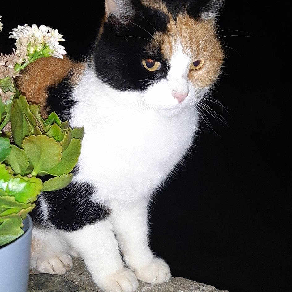 Maya