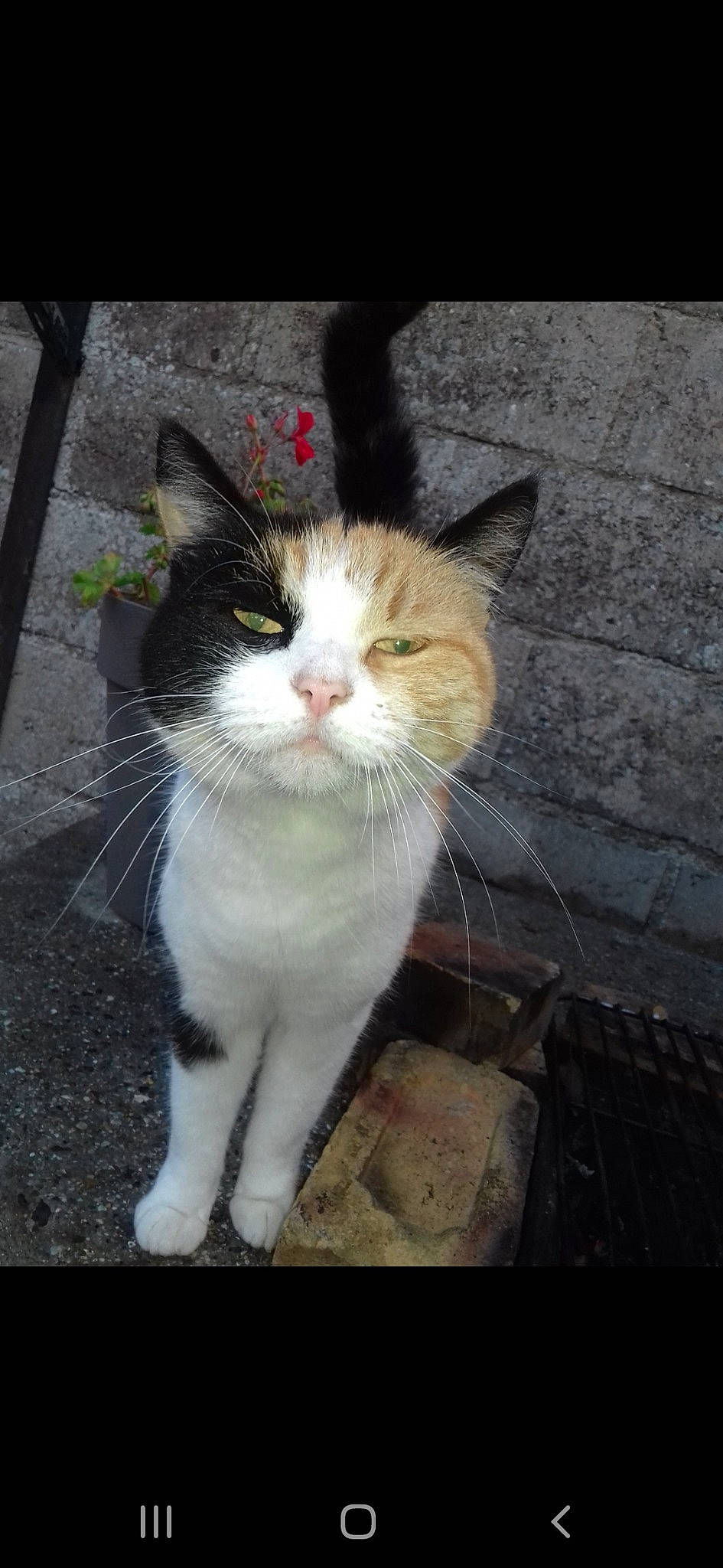 Maya participe au concours pour gagner de l'argent avec cette photo : aegean_cat, american_wirehair, asian, carnivore, cat, domestic_short_haired_cat, european_shorthair, facial_expression, felidae, mammal, nose, ojos_azules, photo_caption, photography, polydactyl_cat, small_to_medium_sized_cats, snapshot, snout, tail, whiskers