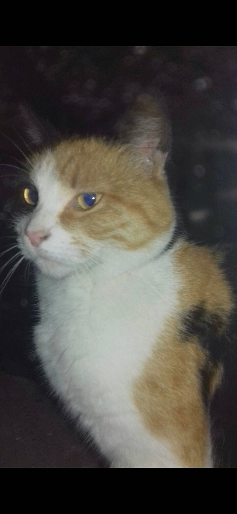 Maya a rejoint le concours — aidez-le/la à gagner de superbes lots ! aegean_cat, american_wirehair, carnivore, cat, cymric, domestic_short_haired_cat, fawn, felidae, kitten, mammal, norwegian_forest_cat, polydactyl_cat, small_to_medium_sized_cats, vertebrate, whiskers