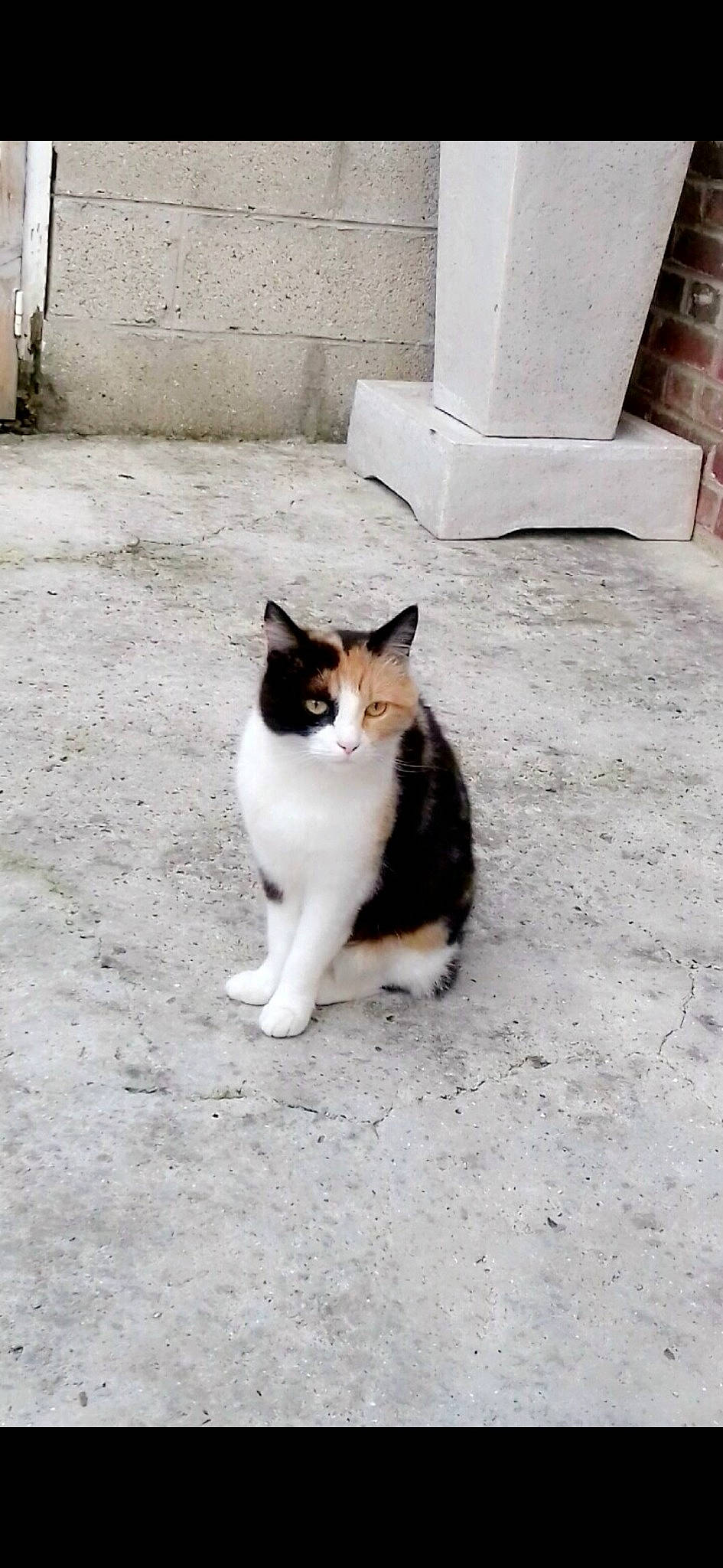 Maya participe au concours pour gagner de l'argent avec cette photo : aegean_cat, black_and_white, carnivore, cat, domestic_short_haired_cat, european_shorthair, felidae, kitten, polydactyl_cat, small_to_medium_sized_cats, tail, whiskers