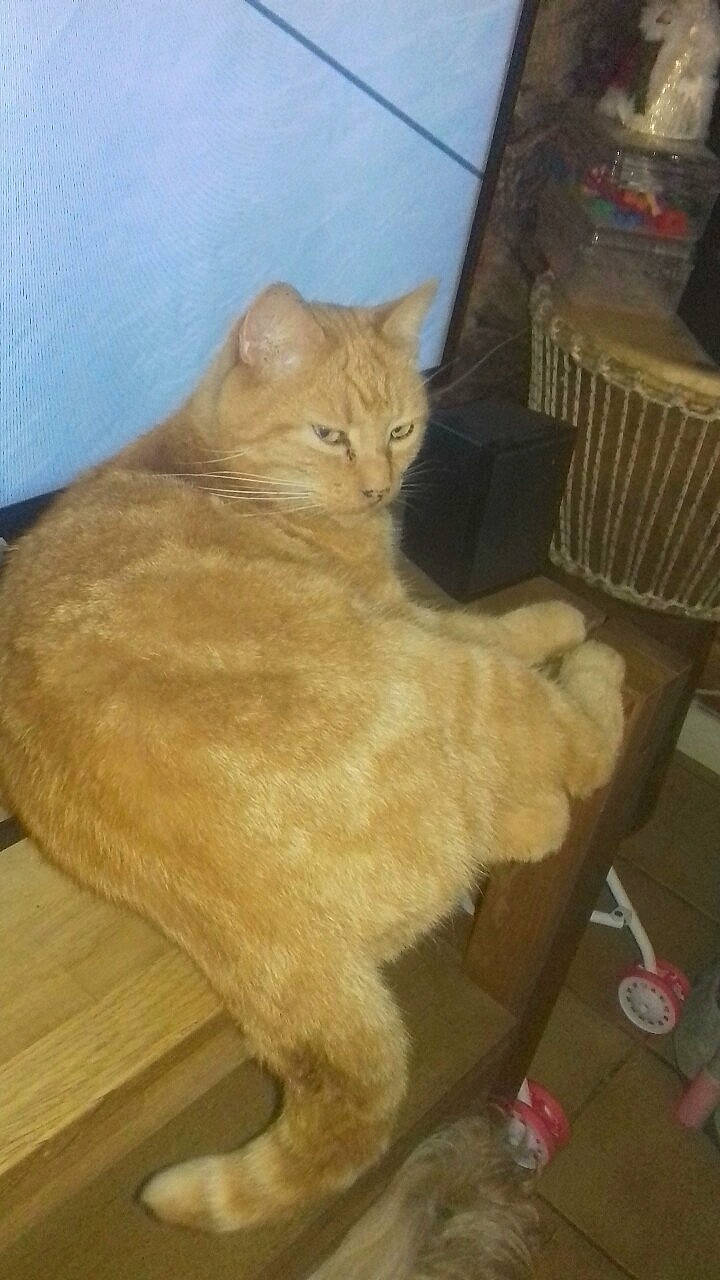 Garfield a rejoint le concours — aidez-le/la à gagner de superbes lots ! asian, british_shorthair, carnivore, cat, domestic_short_haired_cat, european_shorthair, fawn, felidae, persian, small_to_medium_sized_cats, tail, whiskers