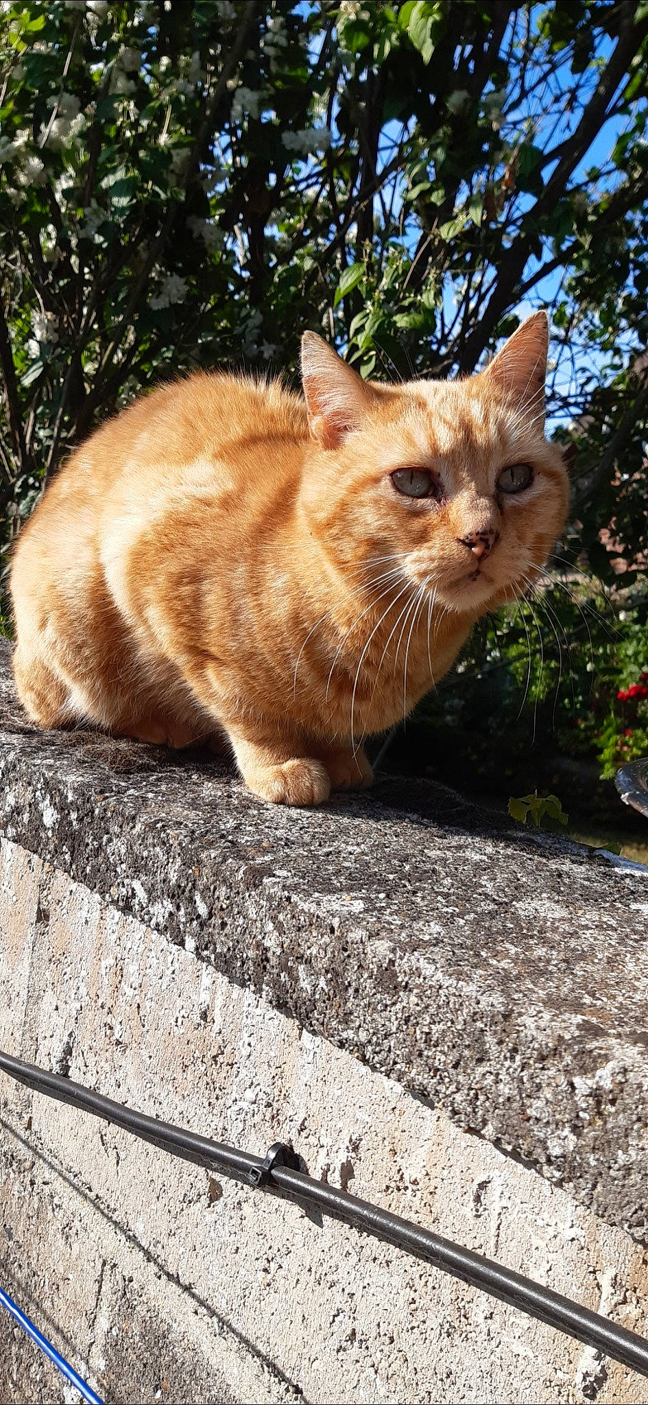 Garfield a rejoint le concours — aidez-le/la à gagner de superbes lots ! aegean_cat, asian, carnivore, cat, cymric, domestic_short_haired_cat, european_shorthair, fawn, felidae, german_rex, grass, mammal, plant, small_to_medium_sized_cats, snout, tabby_cat, vertebrate, whiskers, wild_cat, wood