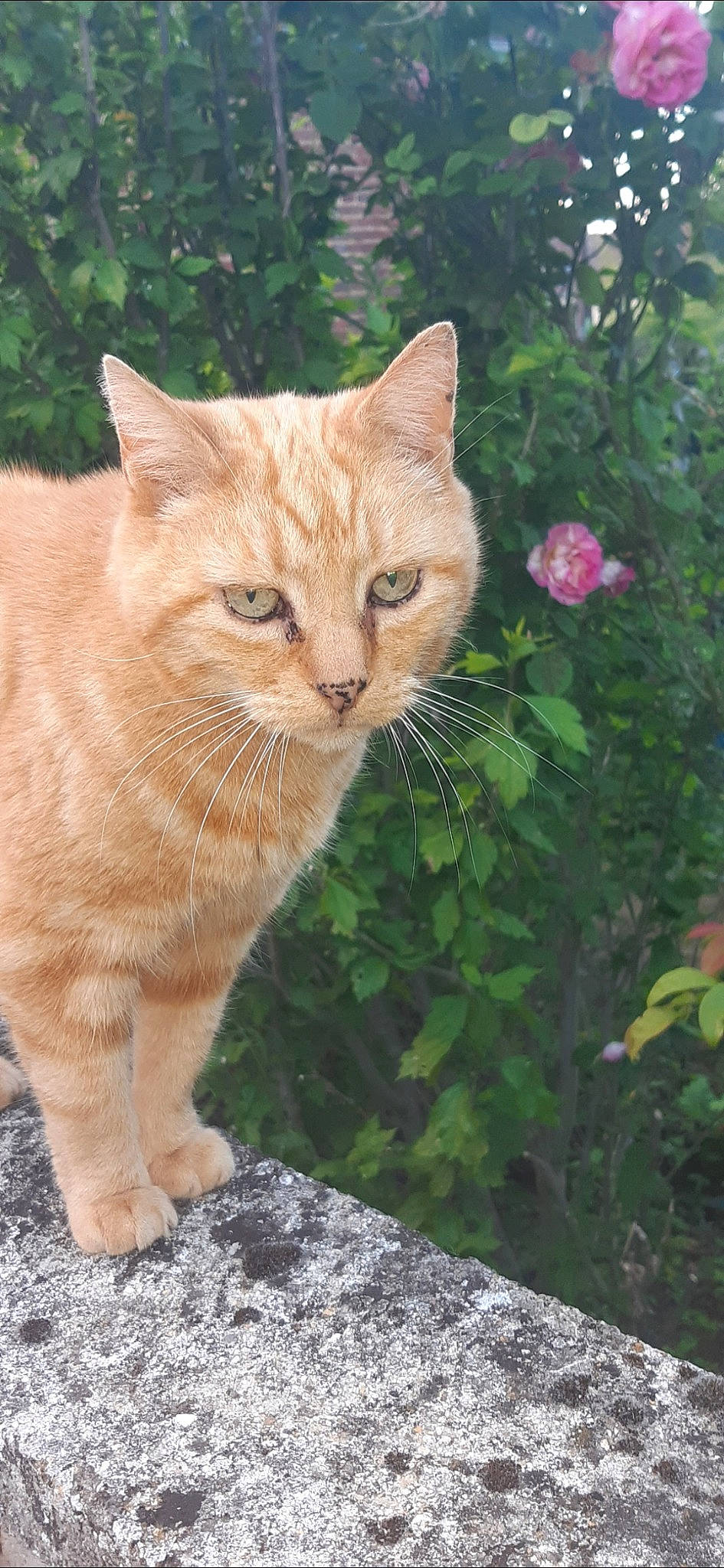 Garfield participe au concours pour gagner de l'argent avec cette photo : aegean_cat, arabian_mau, asian, british_shorthair, carnivore, cat, domestic_short_haired_cat, european_shorthair, fawn, felidae, german_rex, grass, kitten, mammal, plant, small_to_medium_sized_cats, tabby_cat, tail, whiskers, wild_cat