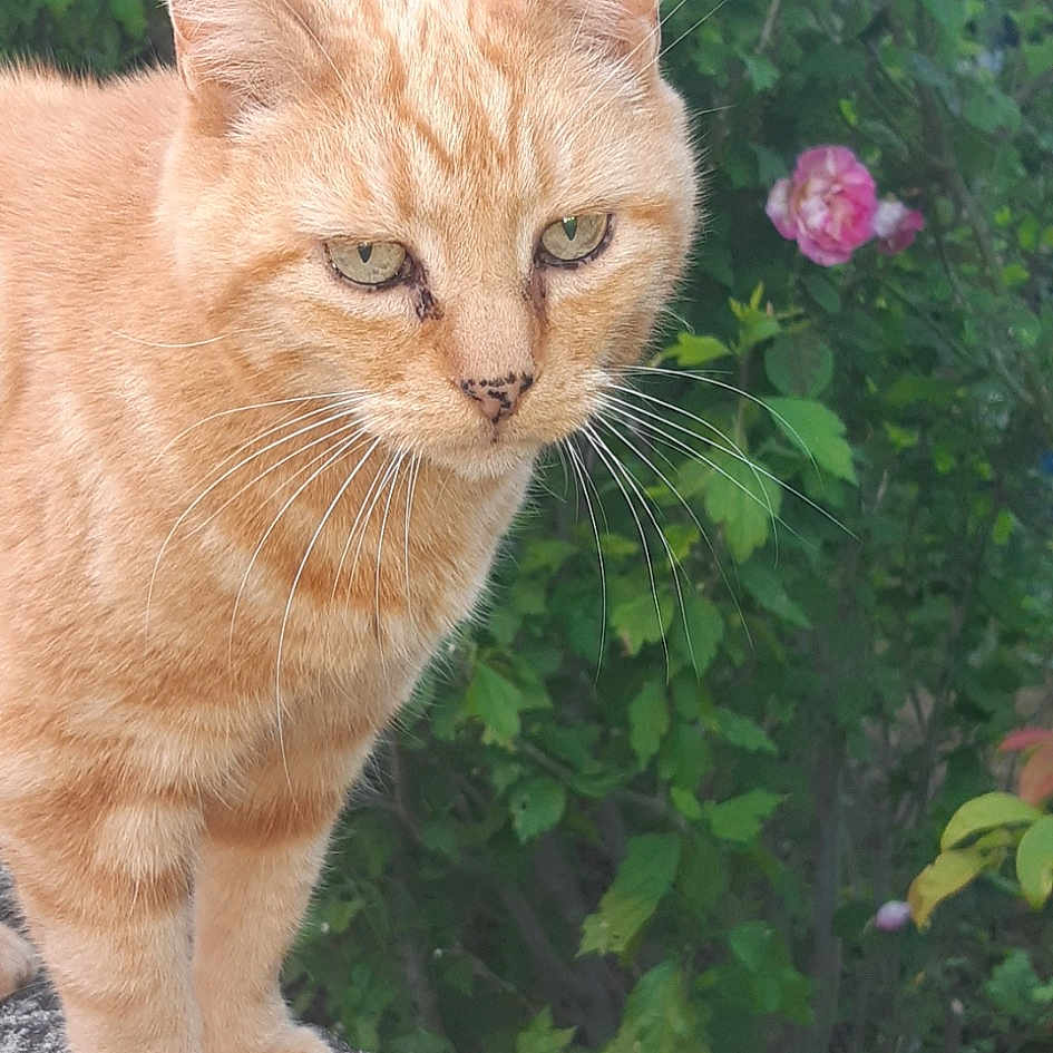 Garfield